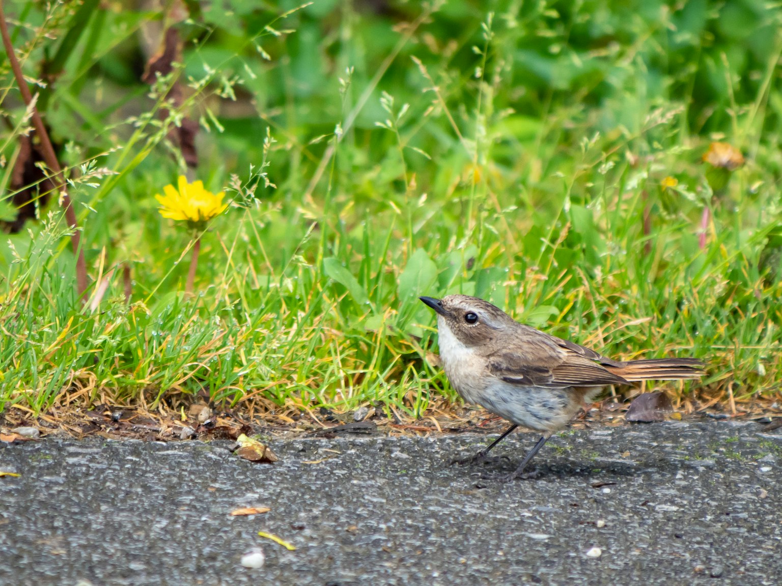 A small bird walking on the path beside green grass