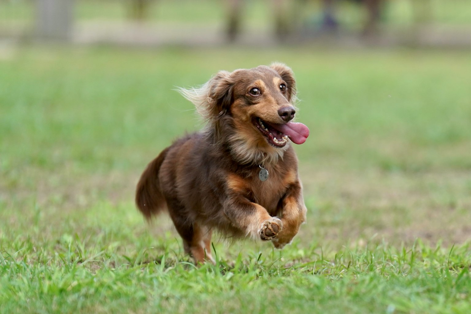 Ein laufender brauner Dackelhund