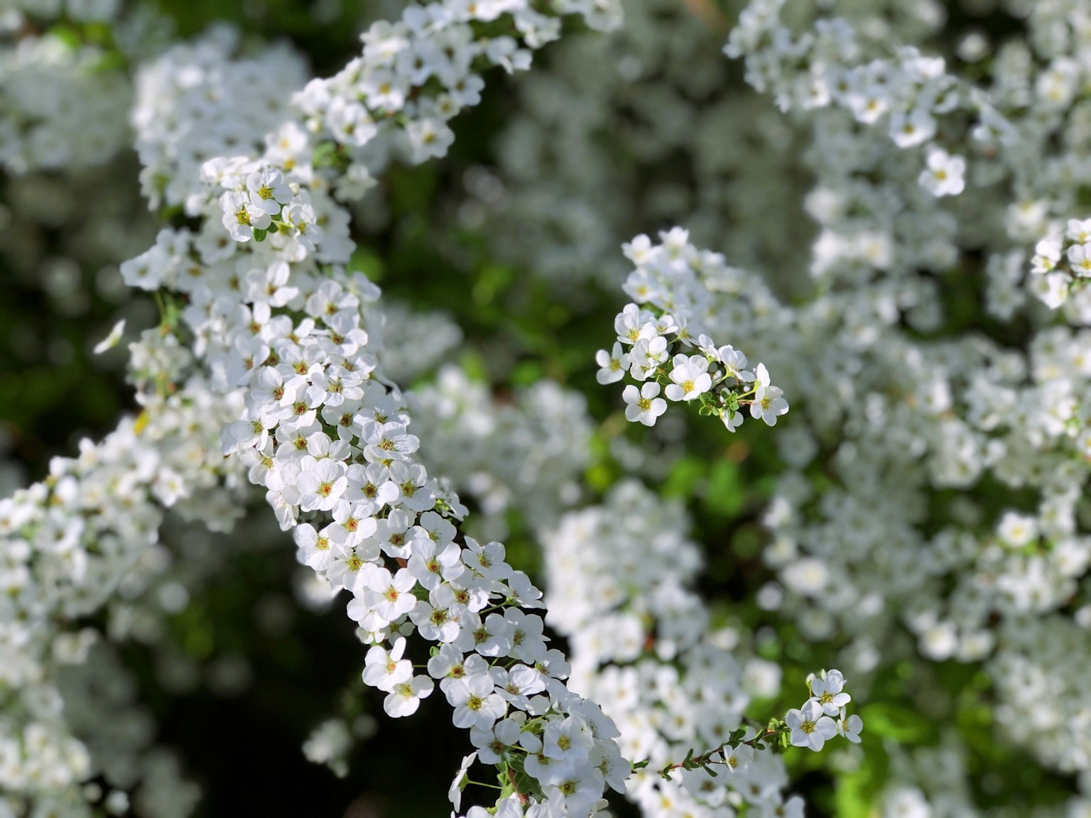 Primo piano di una pianta con fiori bianchi in fiore