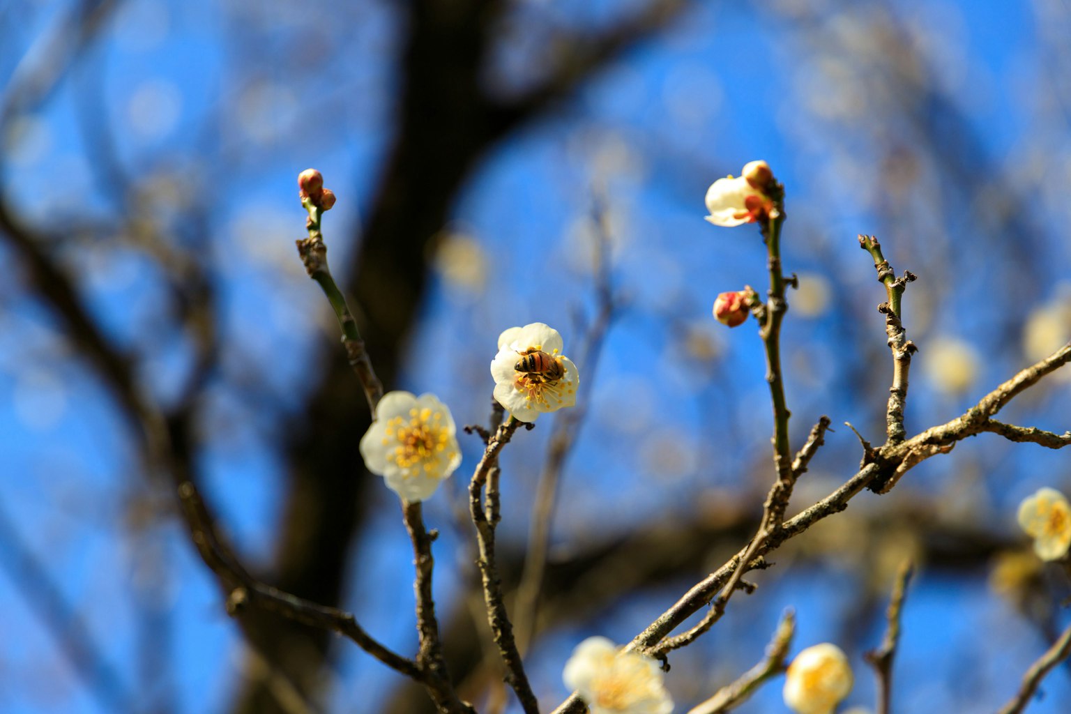 在藍天背景下的白色梅花樹枝