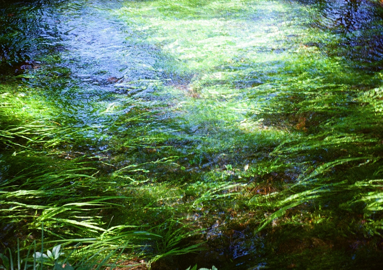 水面上摇曳的郁郁葱葱的水生植物的美丽场景