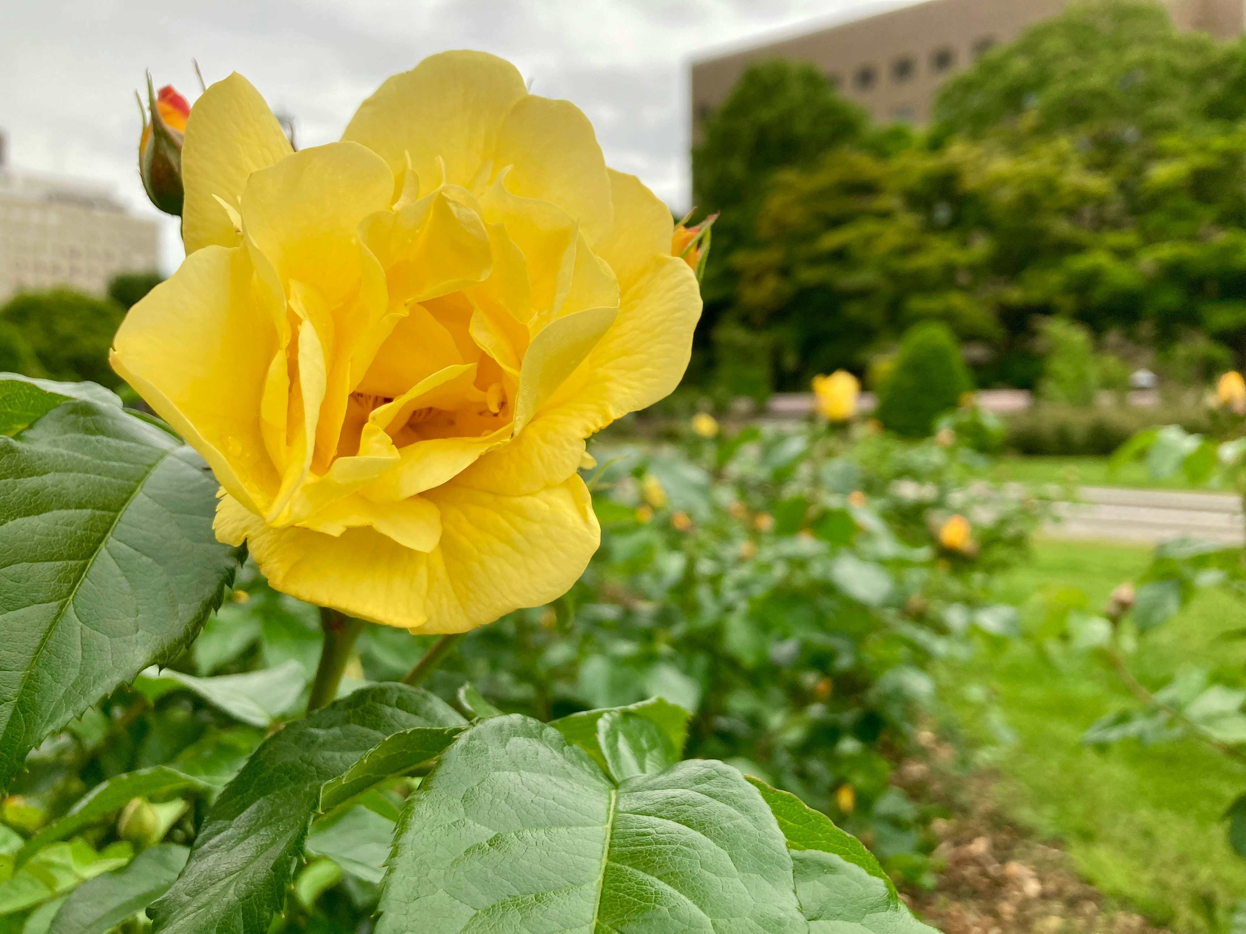 黄色いバラ園の花と緑の花壇