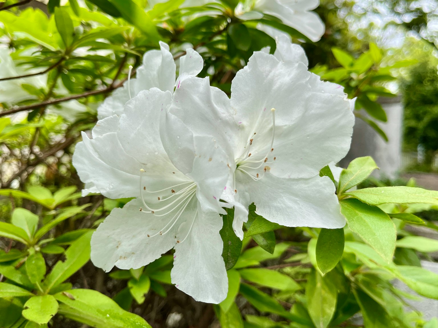 Bunga azalea putih mekar di antara daun hijau
