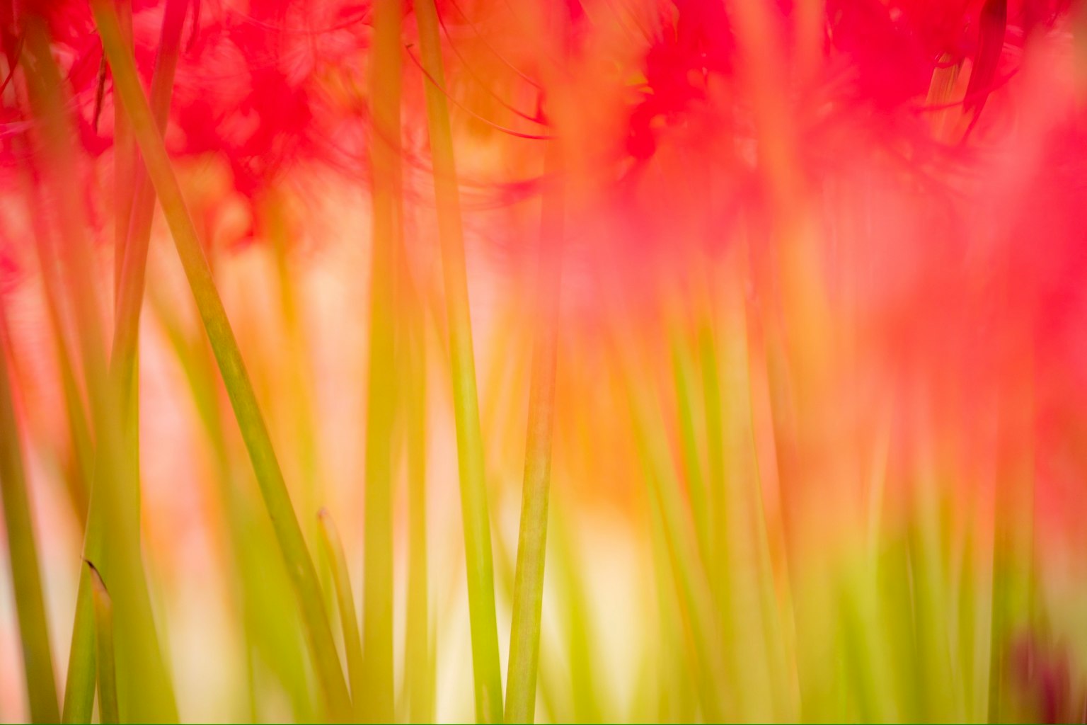 Fondo abstracto de flores rojas y verdes vibrantes
