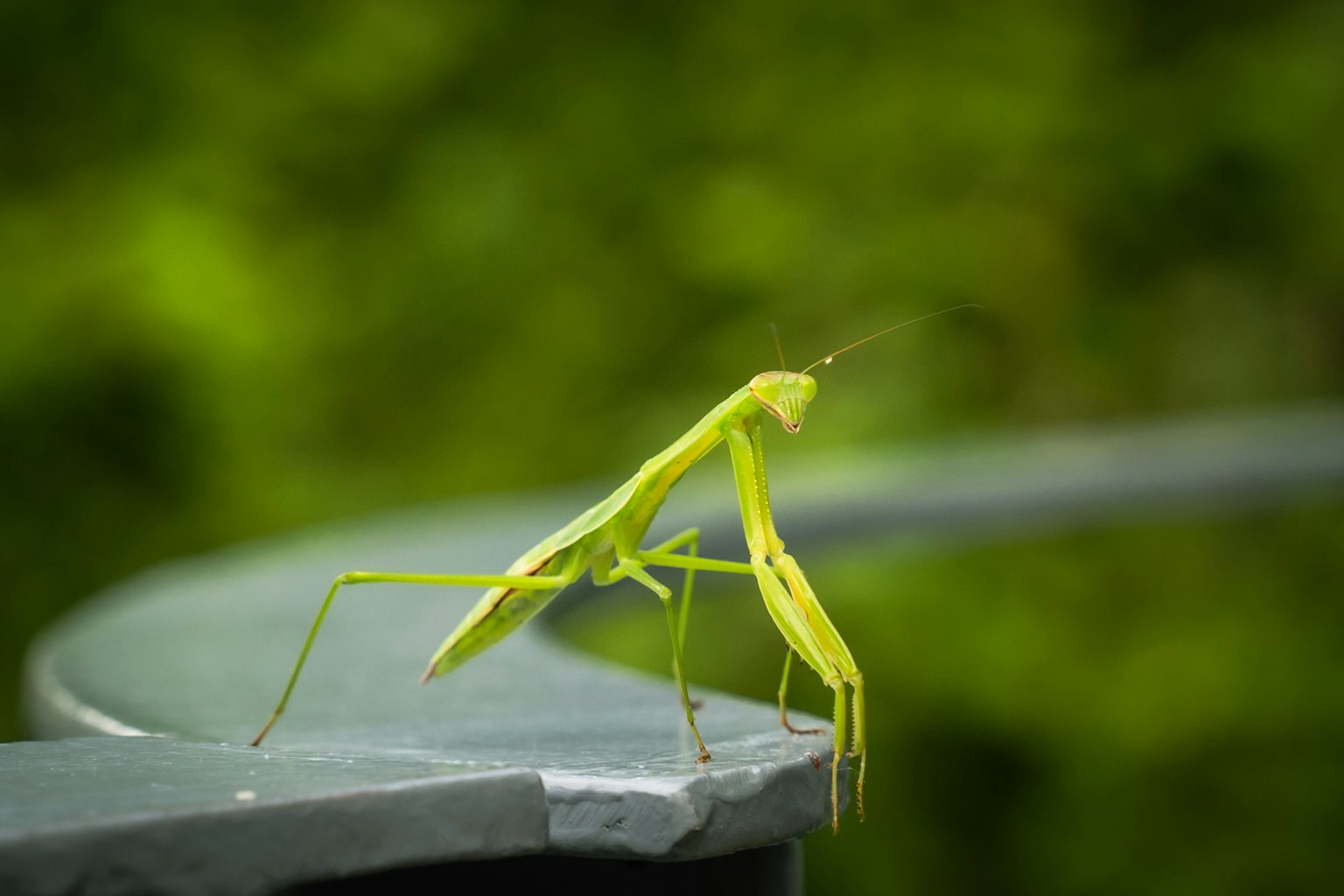 Une mante verte se tenant sur un bord métallique incurvé