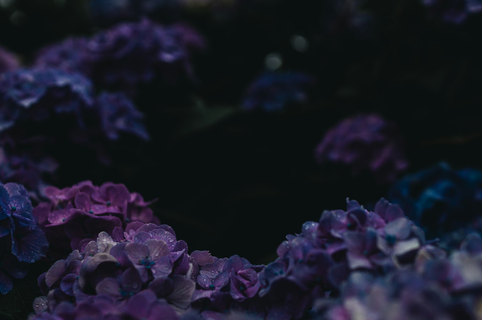 Image featuring dark background with blooming purple flowers