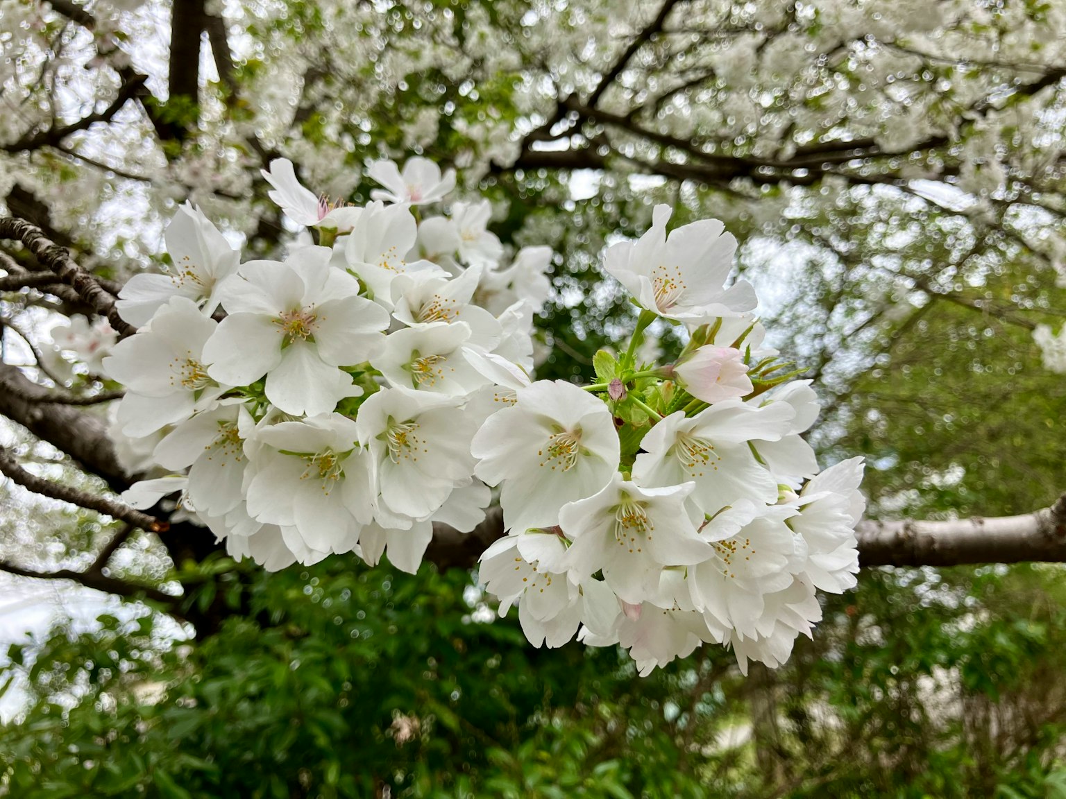 樹枝上白色櫻花的特寫