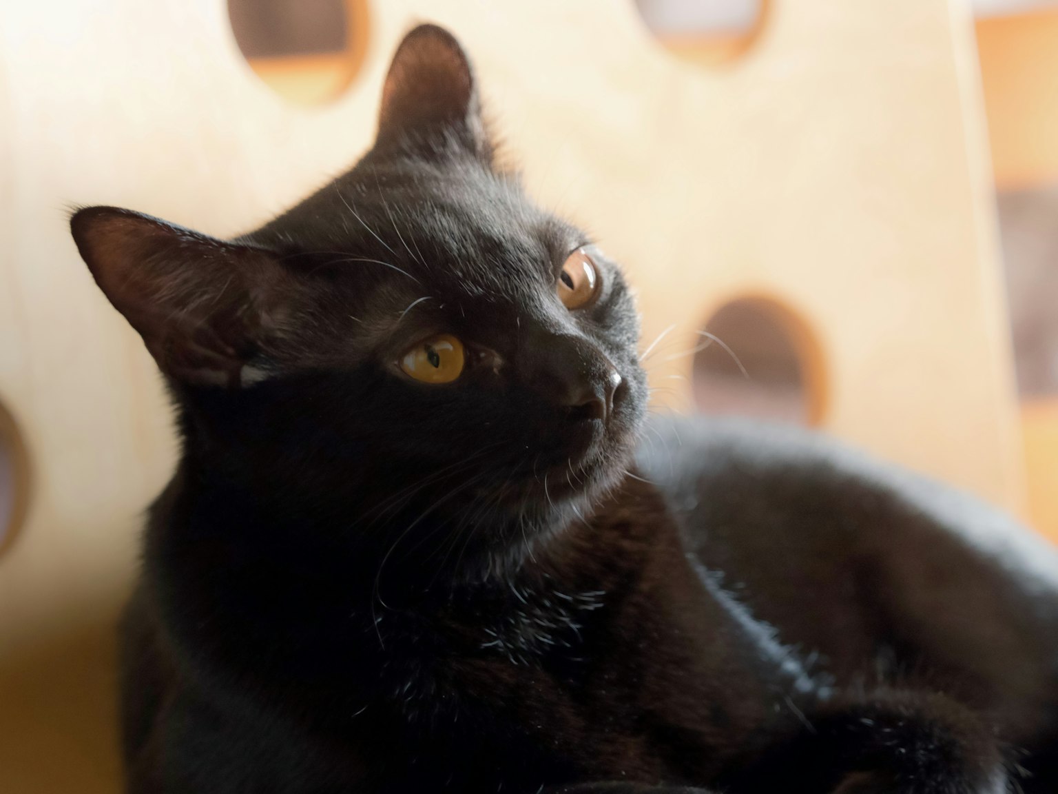 Gato negro relajándose en una silla de madera