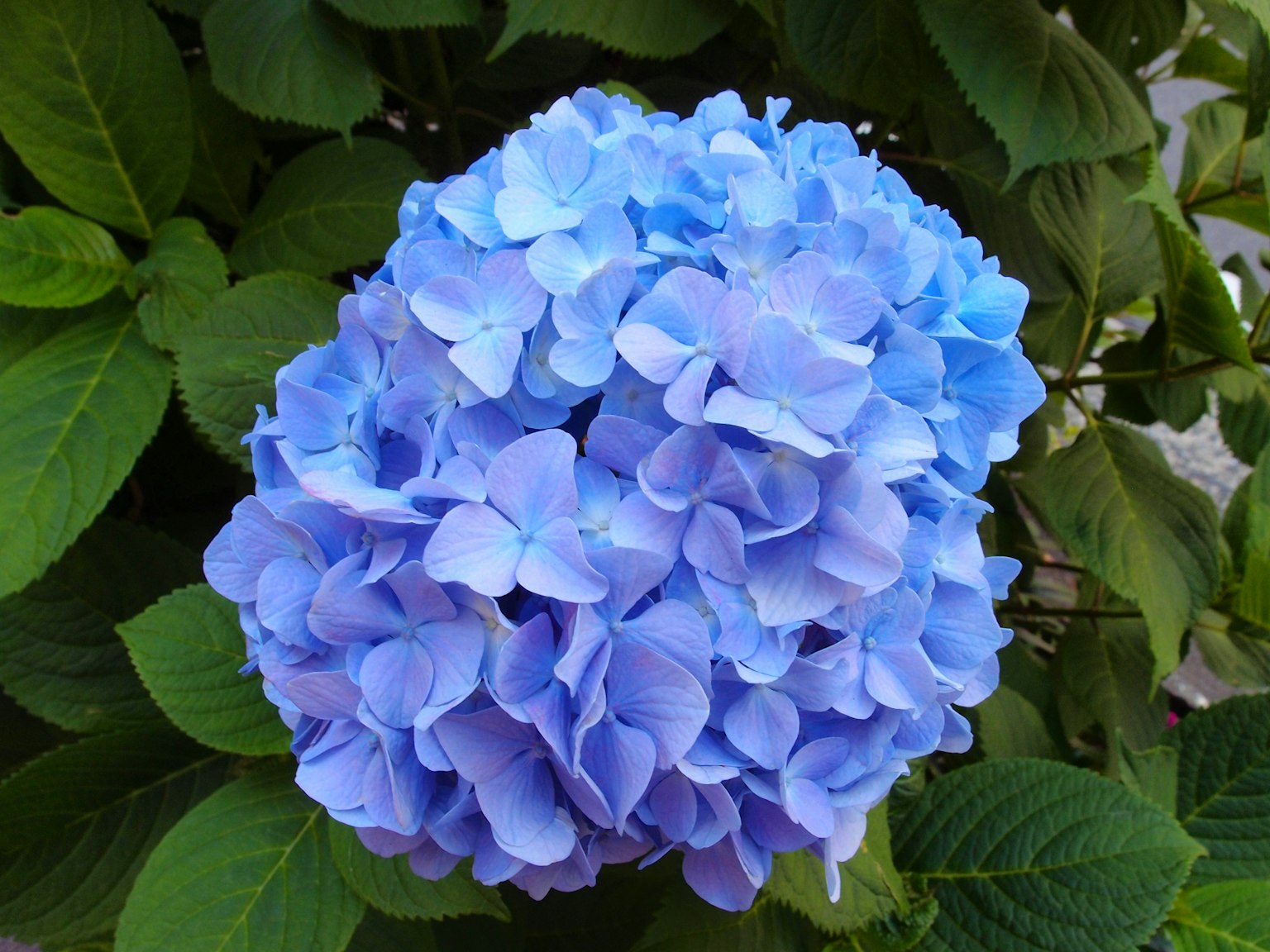 ดอกไฮเดรนเยียสีน้ำเงินบานอยู่ท่ามกลางใบเขียว