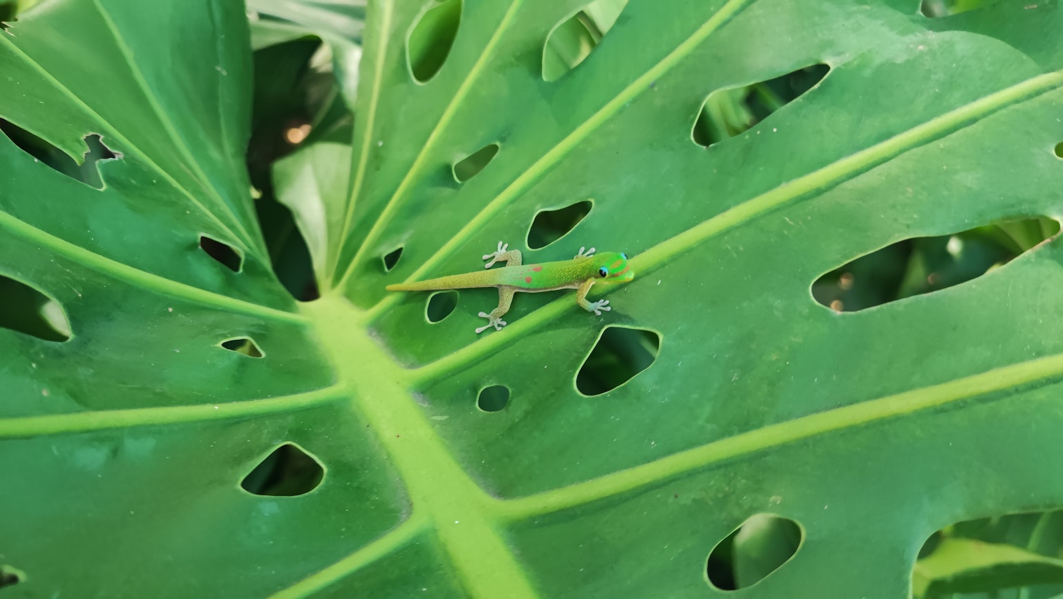 Close-up dari kadal kecil di atas daun hijau