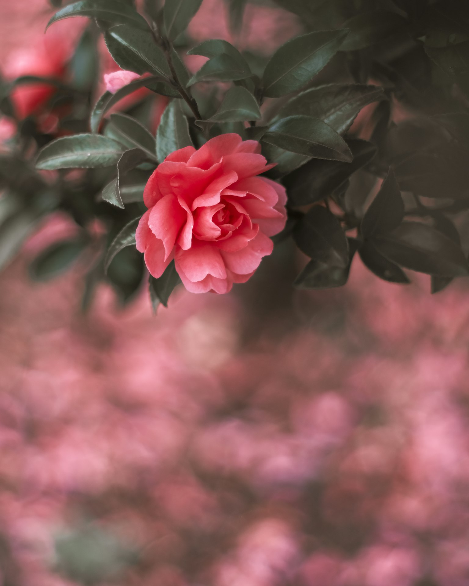 Primo piano di un fiore rosa che sboccia tra foglie verdi