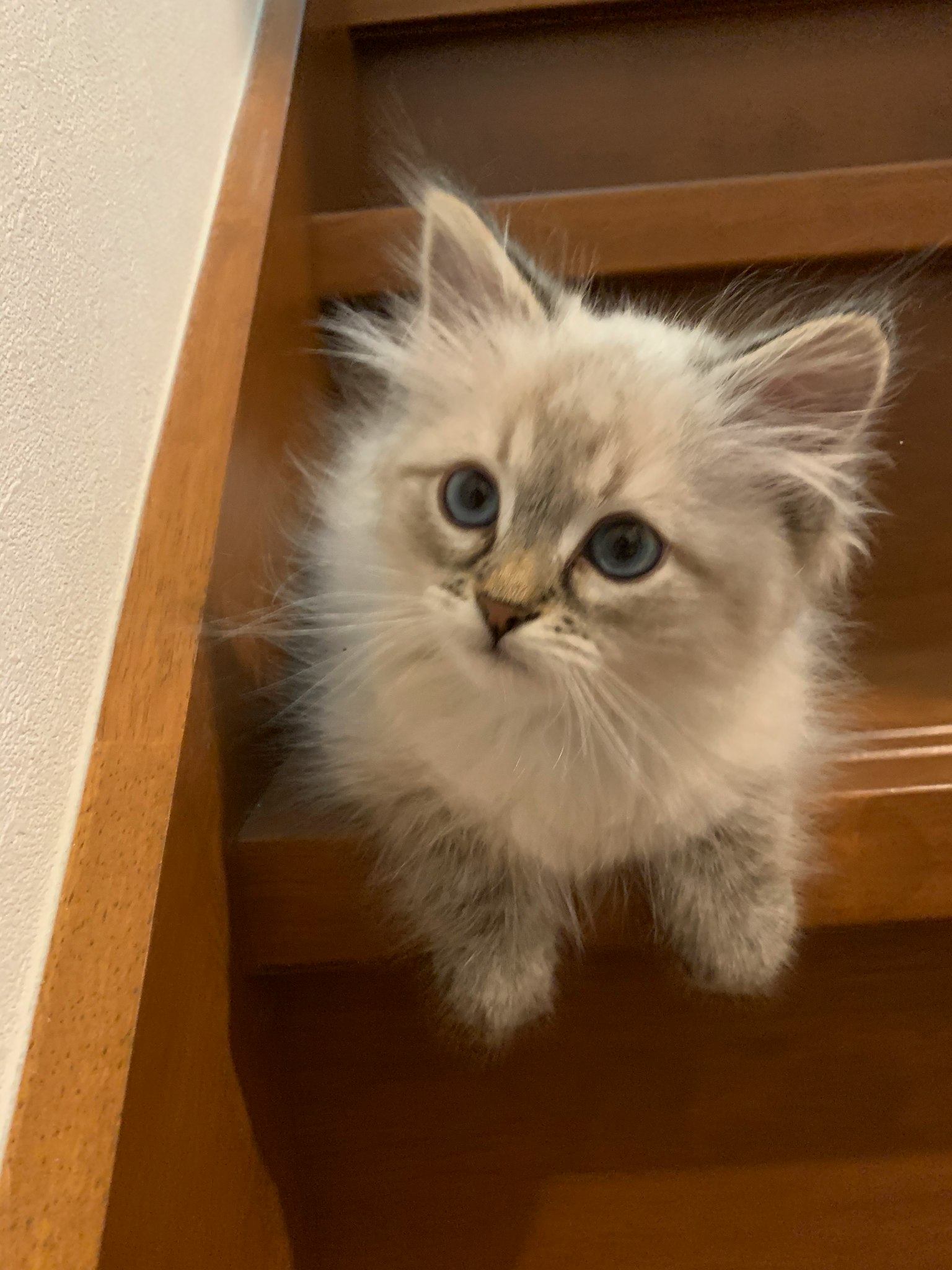 Flauschiges Kätzchen auf der Treppe mit blauen Augen und weichem Fell