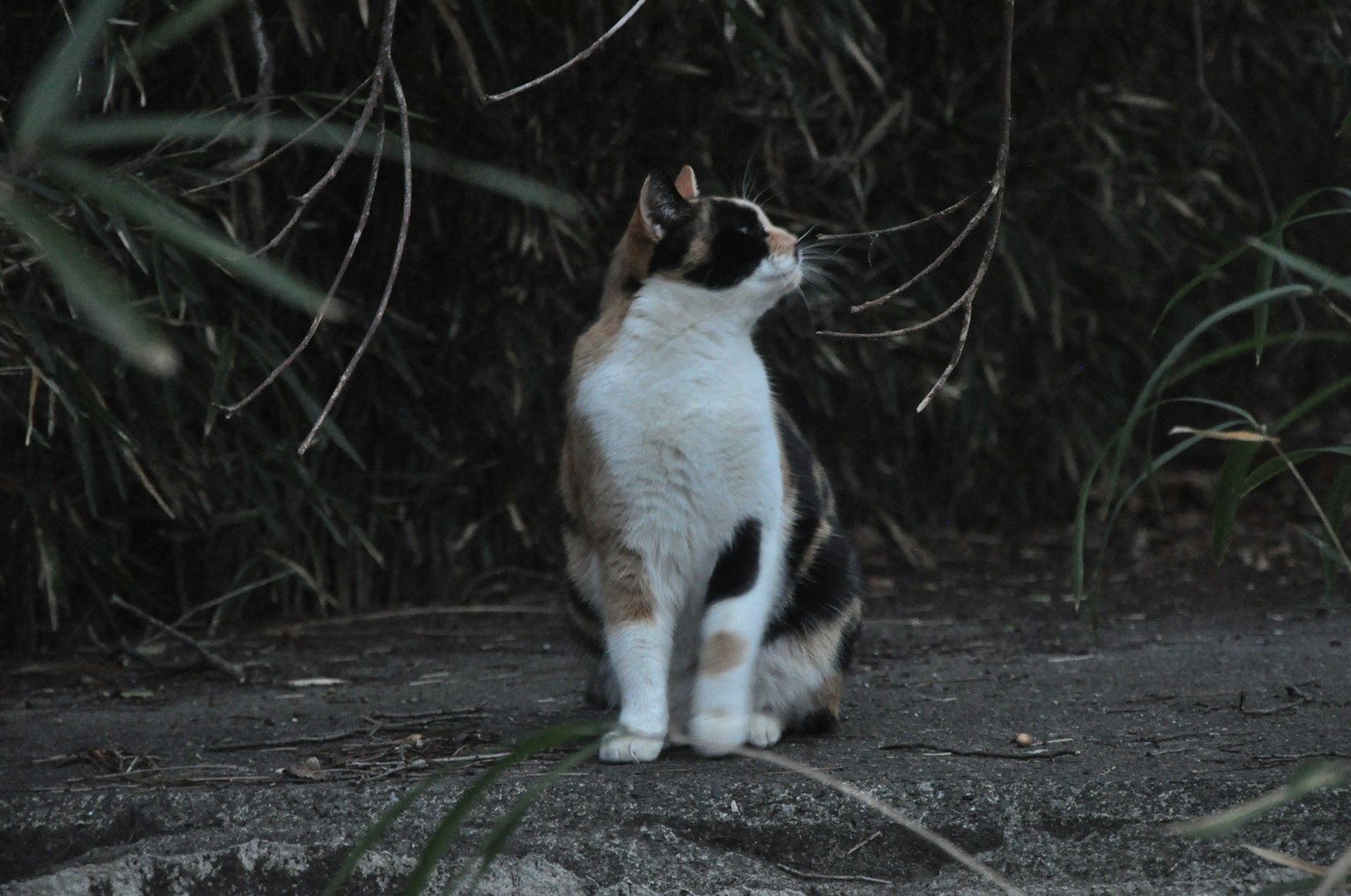 ์ด๋์ด ๋ฐฐ๊ฒฝ์ ํ ์์ ์์ ์๋ ๊ณ ์์ด