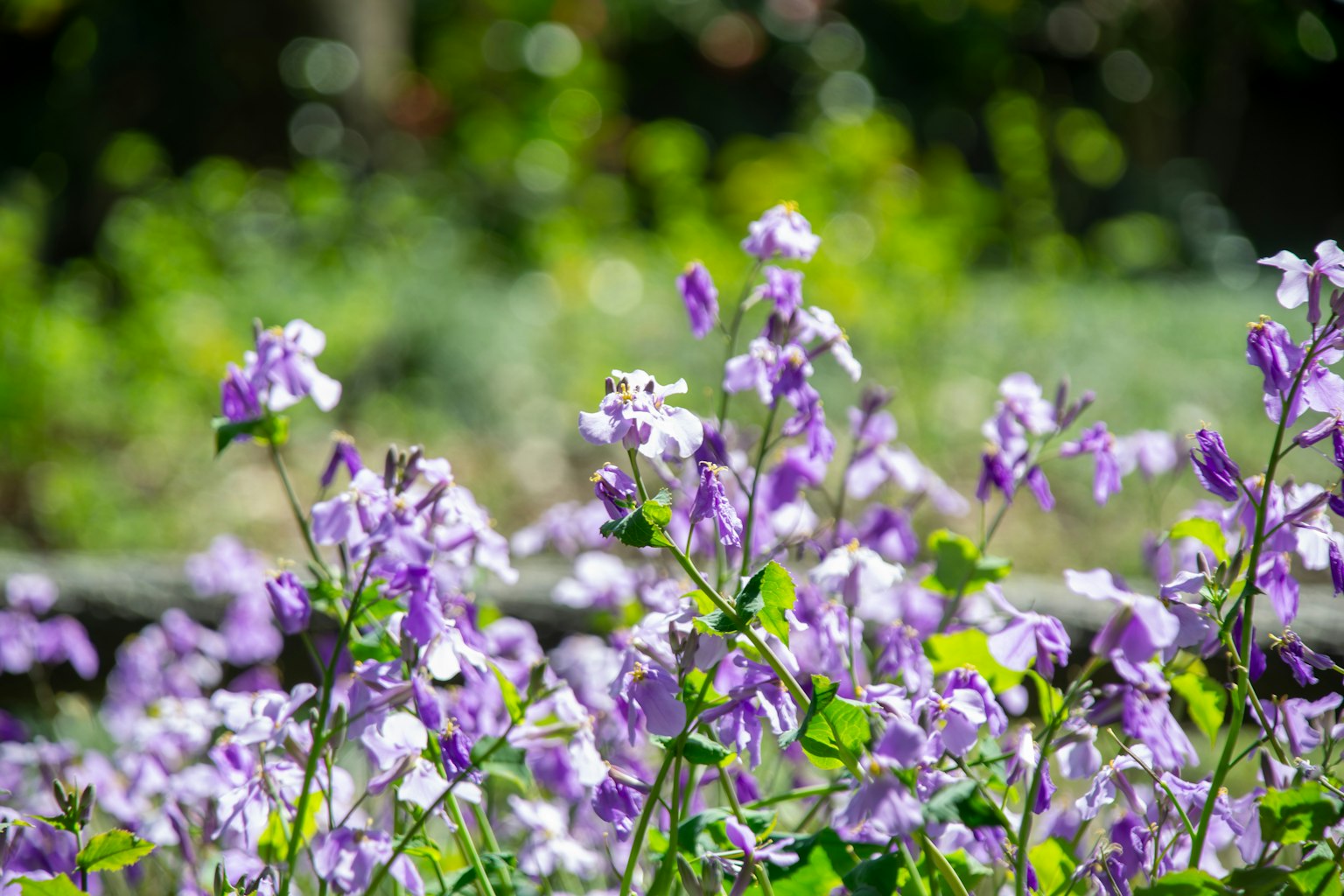 Fiori viola vivaci che sbocciano in un giardino