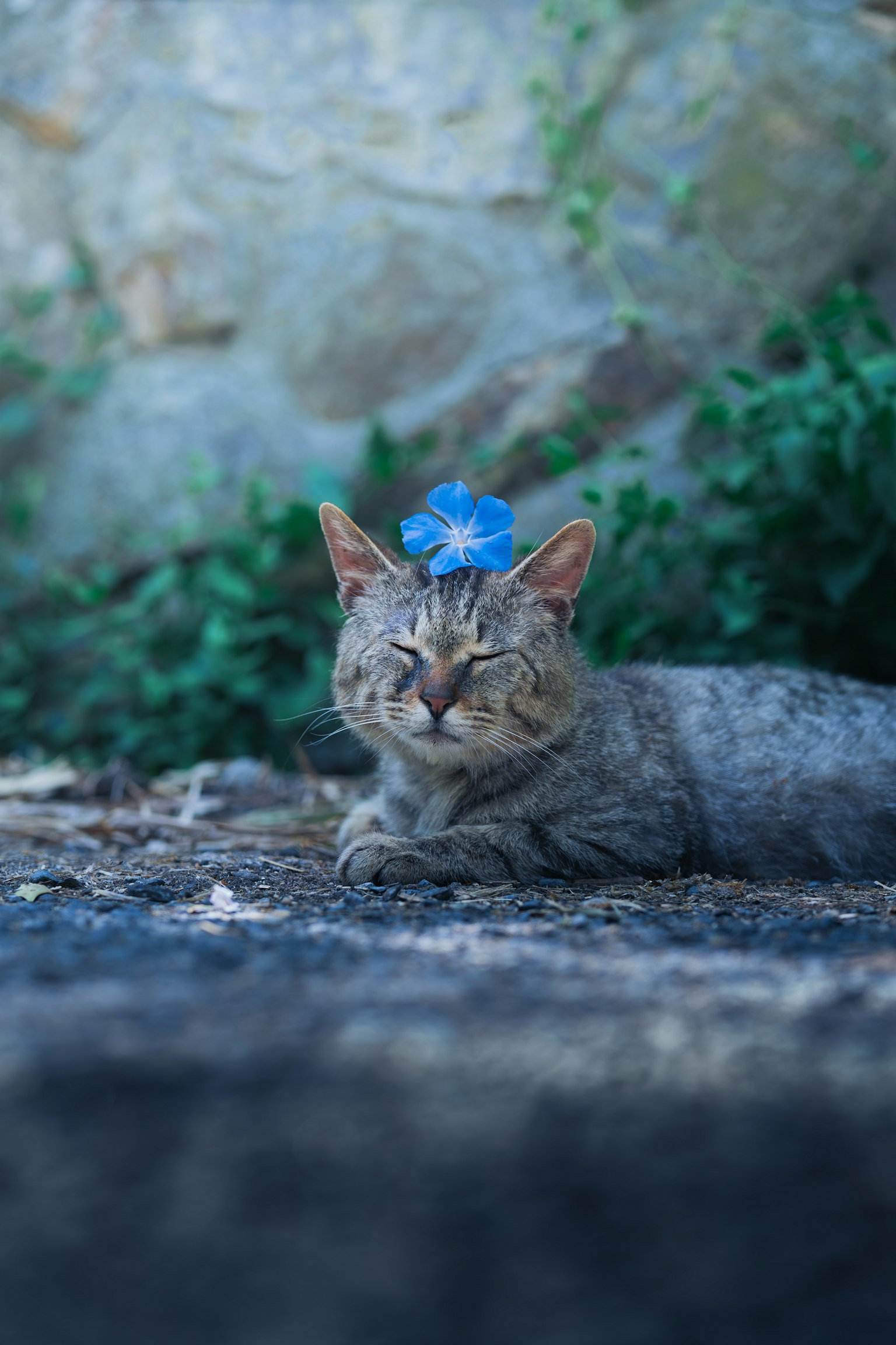 Eine Katze, die mit einem blauen Bogen auf dem Kopf liegt
