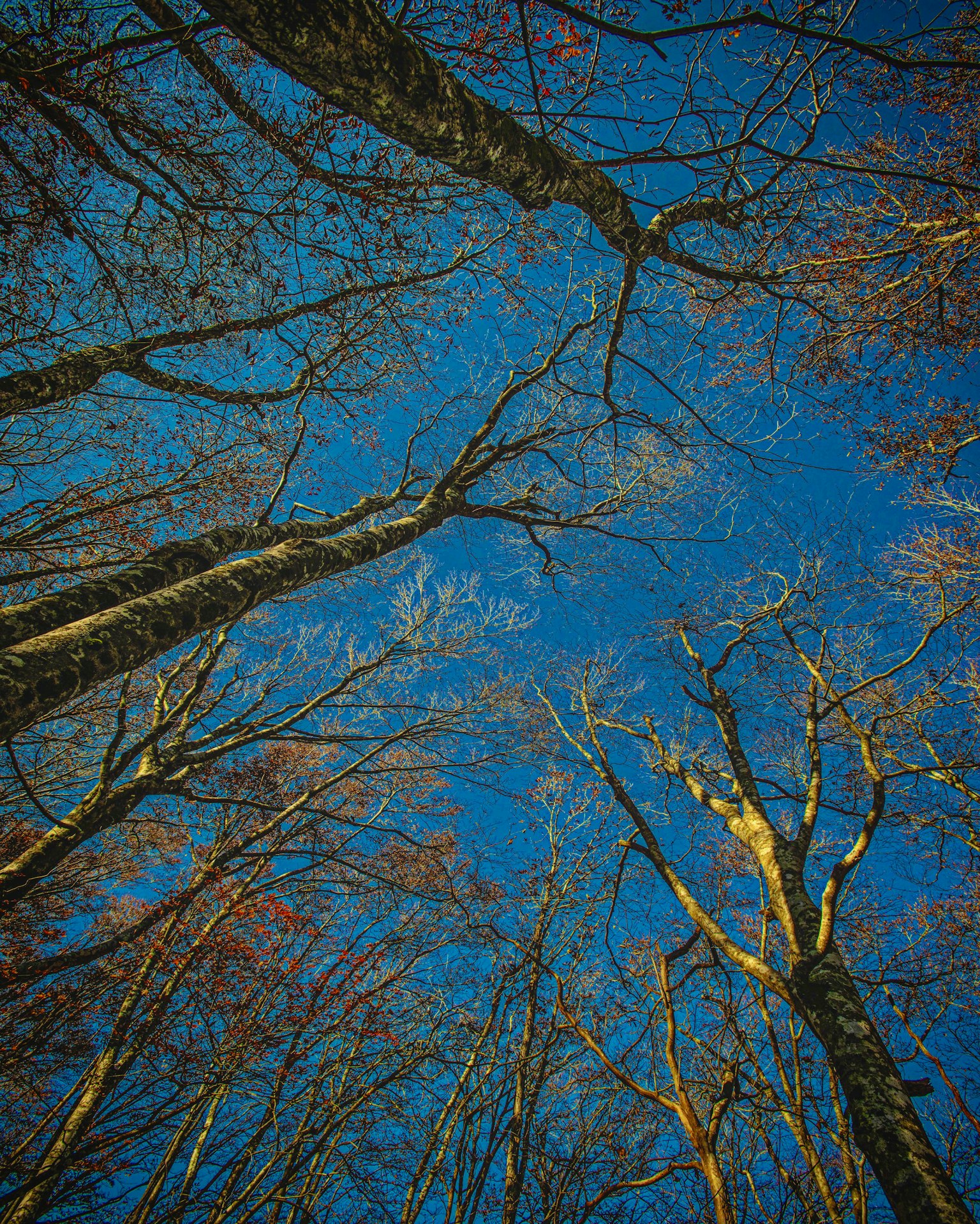 Vista verso l'alto degli alberi contro un cielo blu