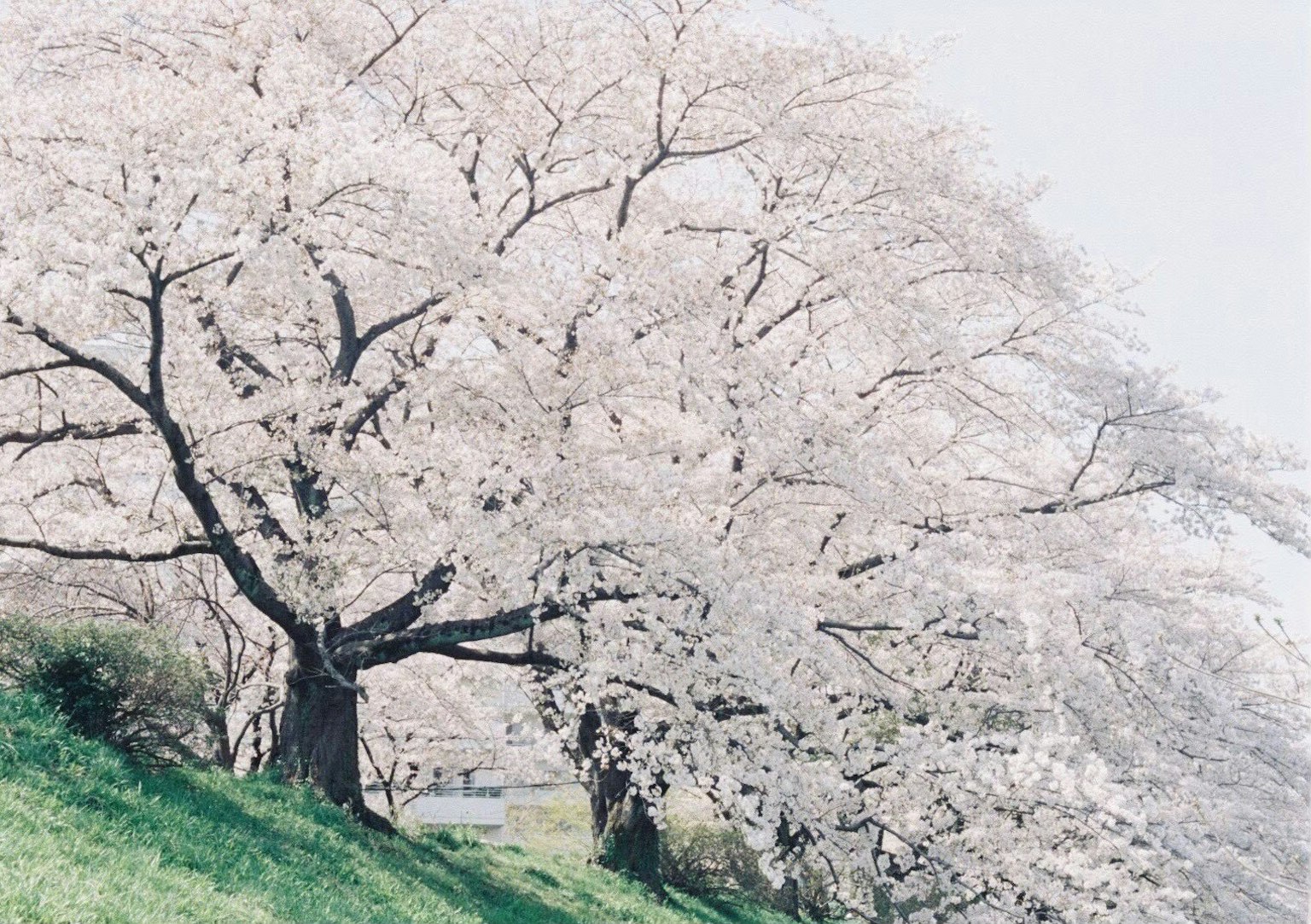 Pohon sakura yang mekar dengan bunga merah muda pucat di lanskap yang tenang