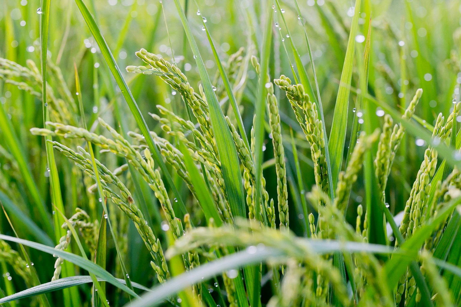 Gros plan sur des plants de riz verts avec des gouttes de rosée sur les épis