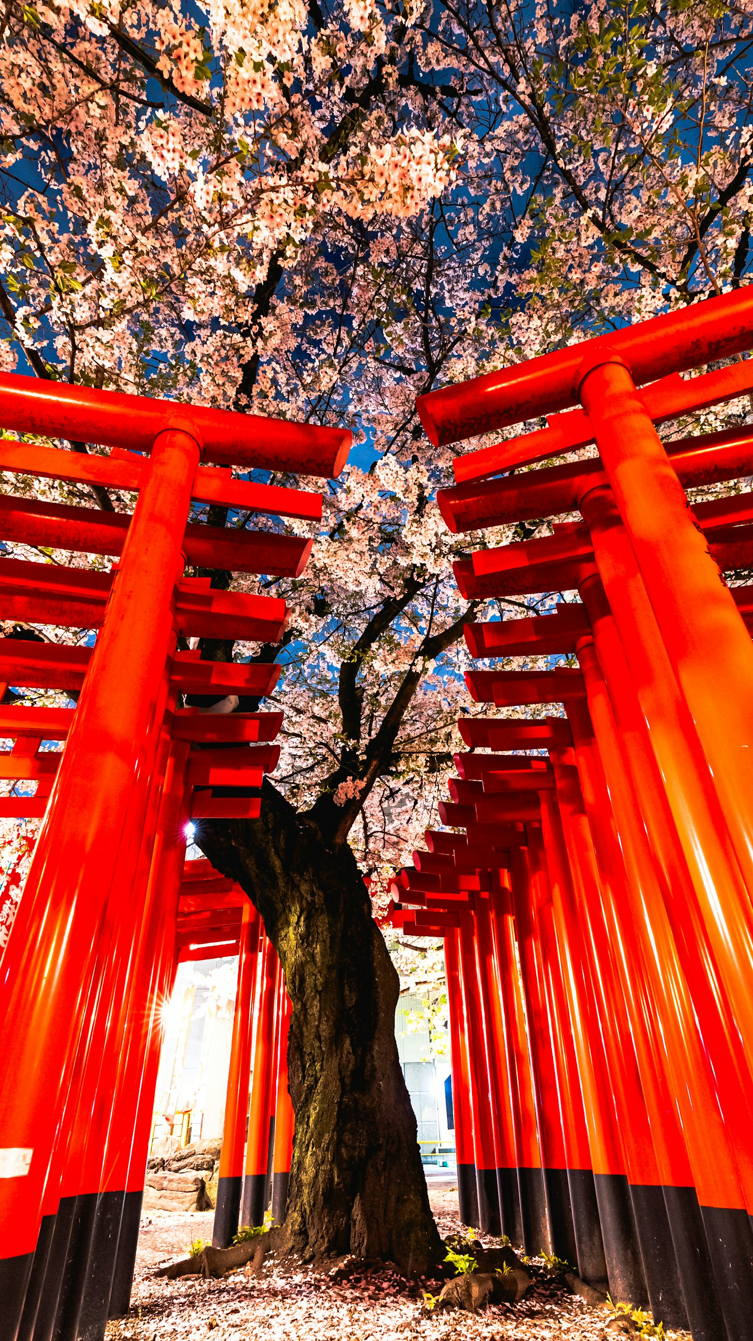 Malersiche Aussicht mit roten Torii-Toren und einem Kirschbaum