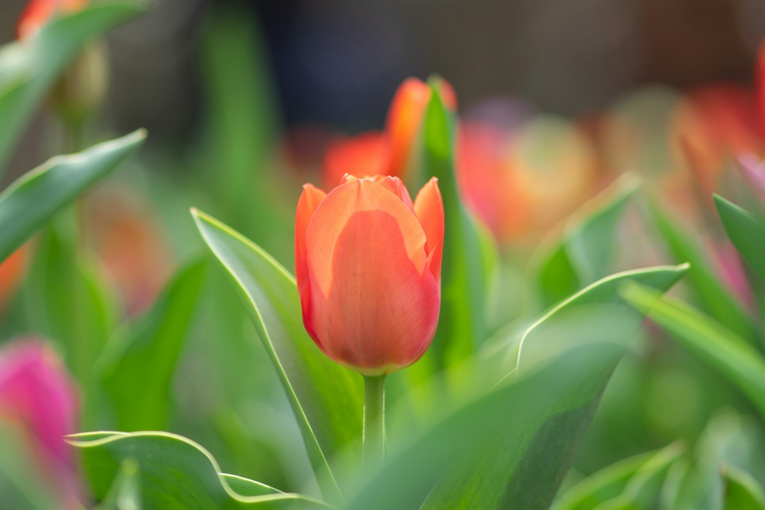 Vibrant orange tulip surrounded by green leaves in a flower field