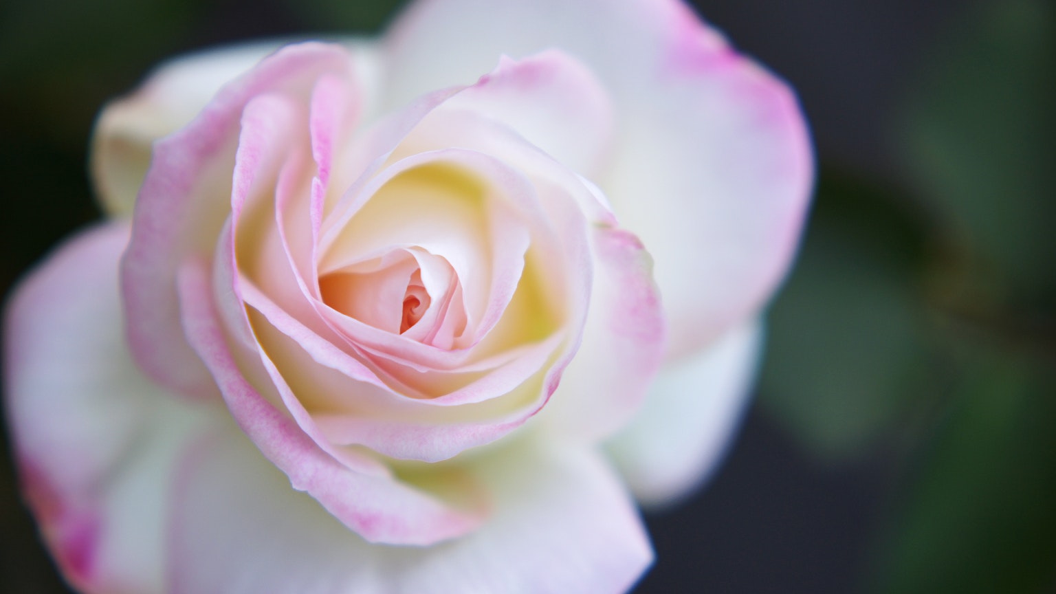 Primo piano di una bella rosa rosa chiaro con petali sovrapposti