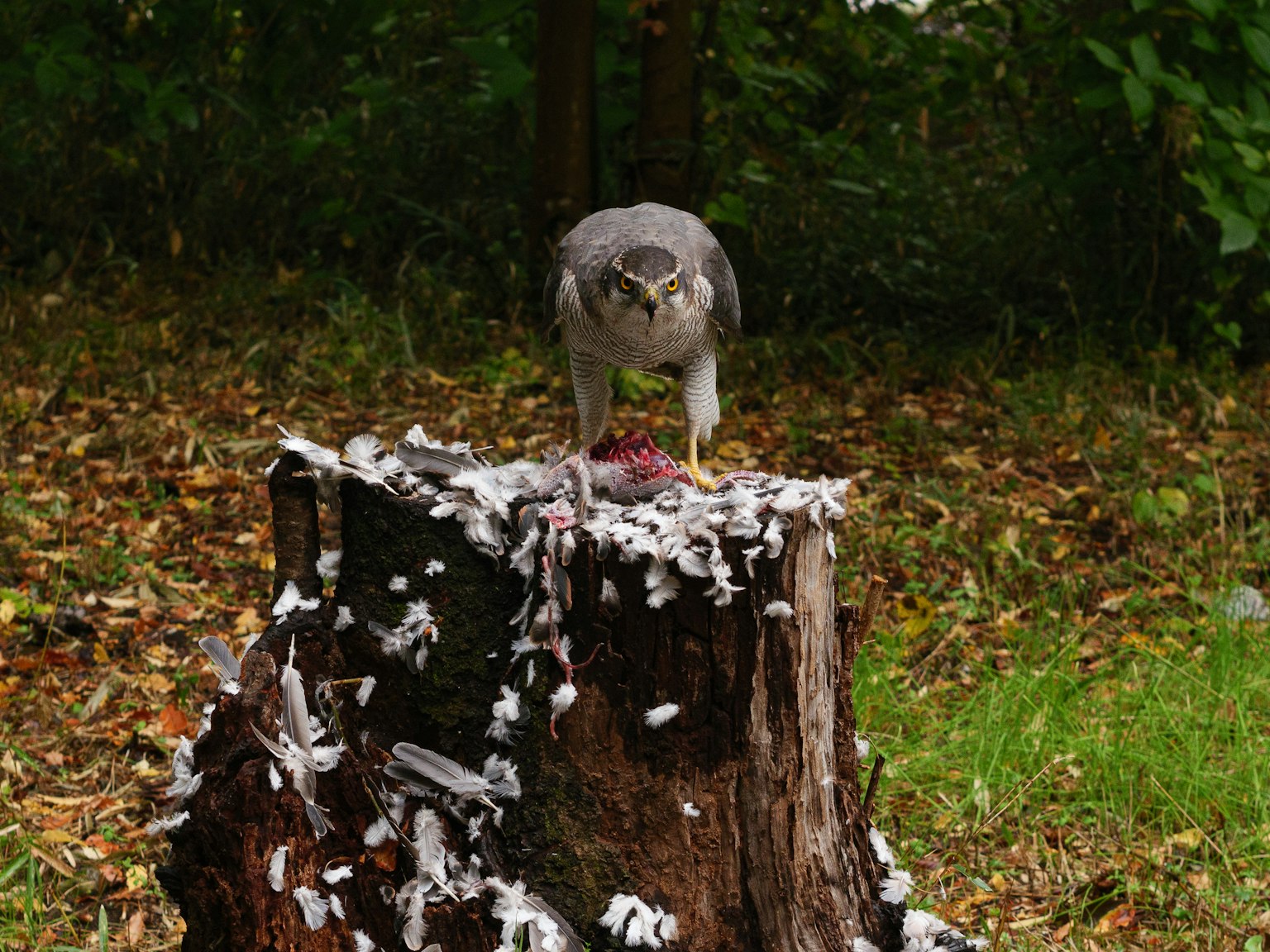Un pájaro posado en un tocón de árbol con plumas esparcidas alrededor