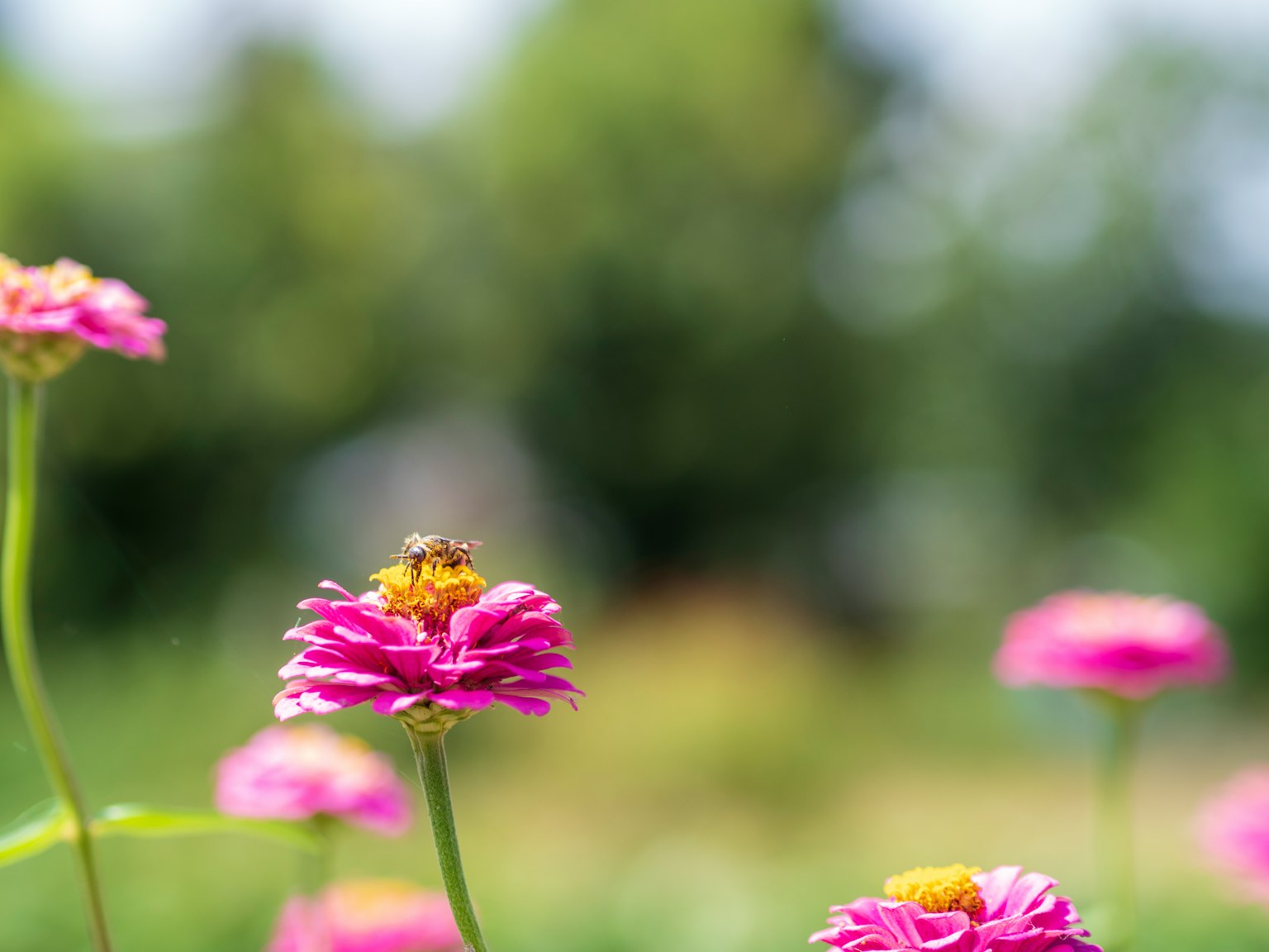 Ape su un fiore rosa con sfondo verde sfocato