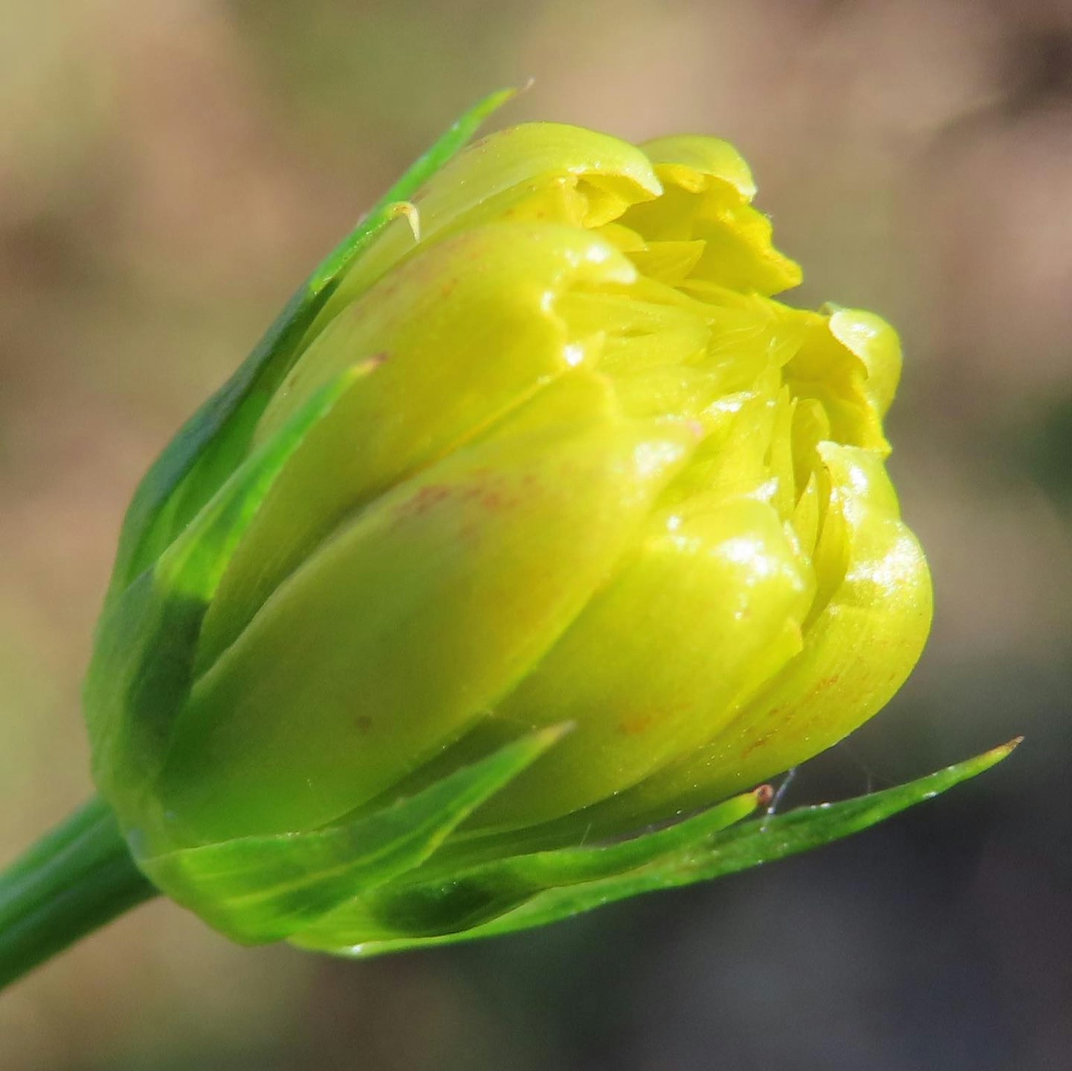 Primo piano di un bocciolo di fiore giallo circondato da foglie verdi