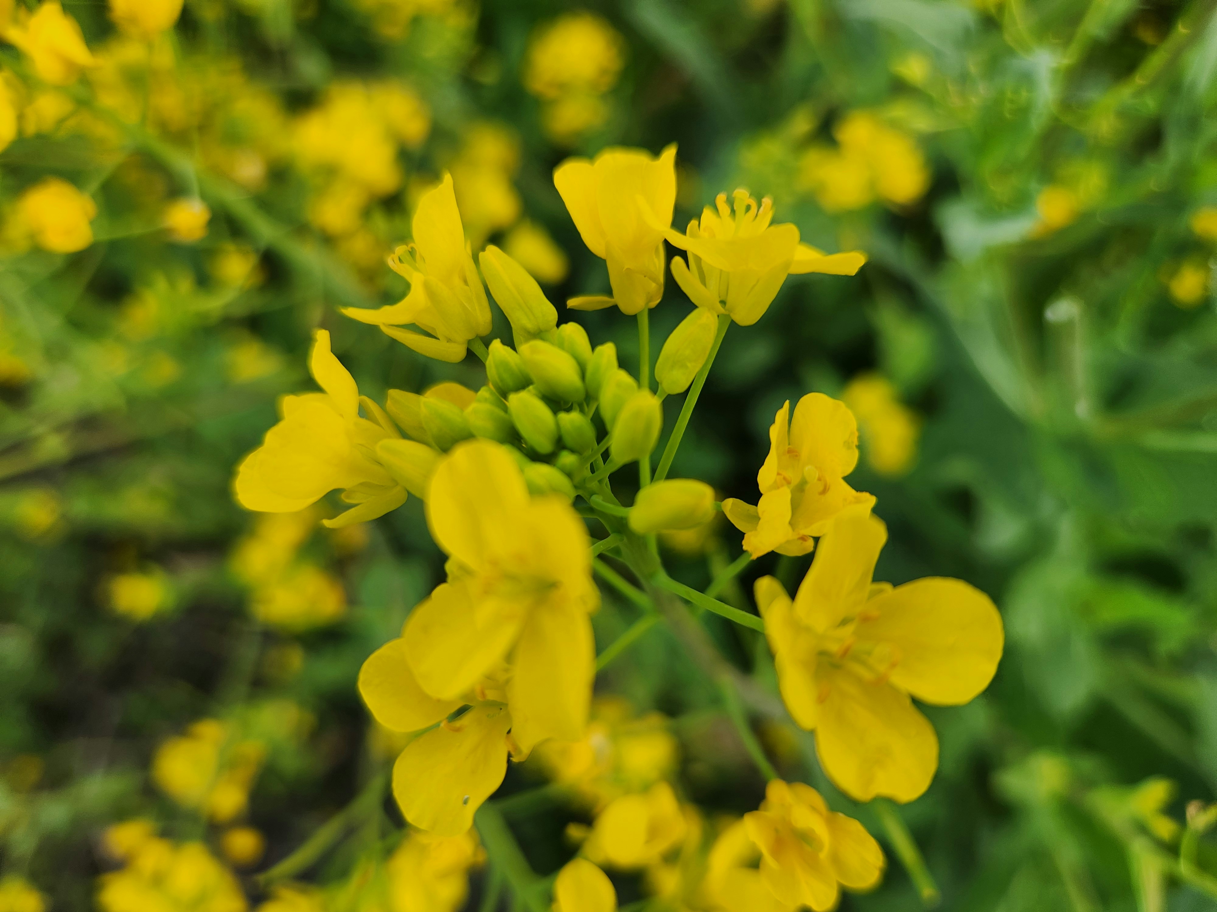 Spring nature with blooming yellow rapeseed flowers