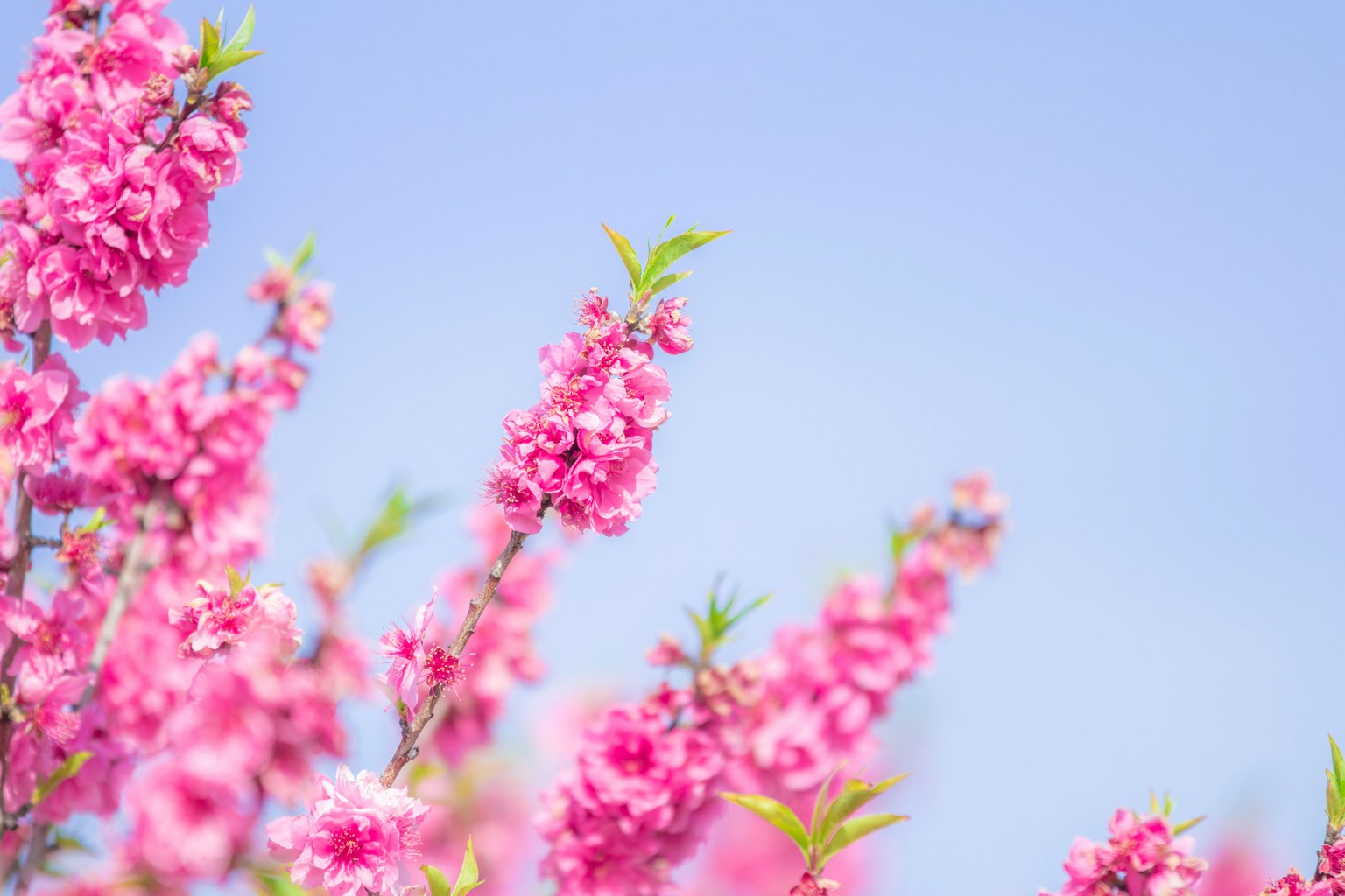 Primo piano di fiori rosa vivaci contro un cielo blu