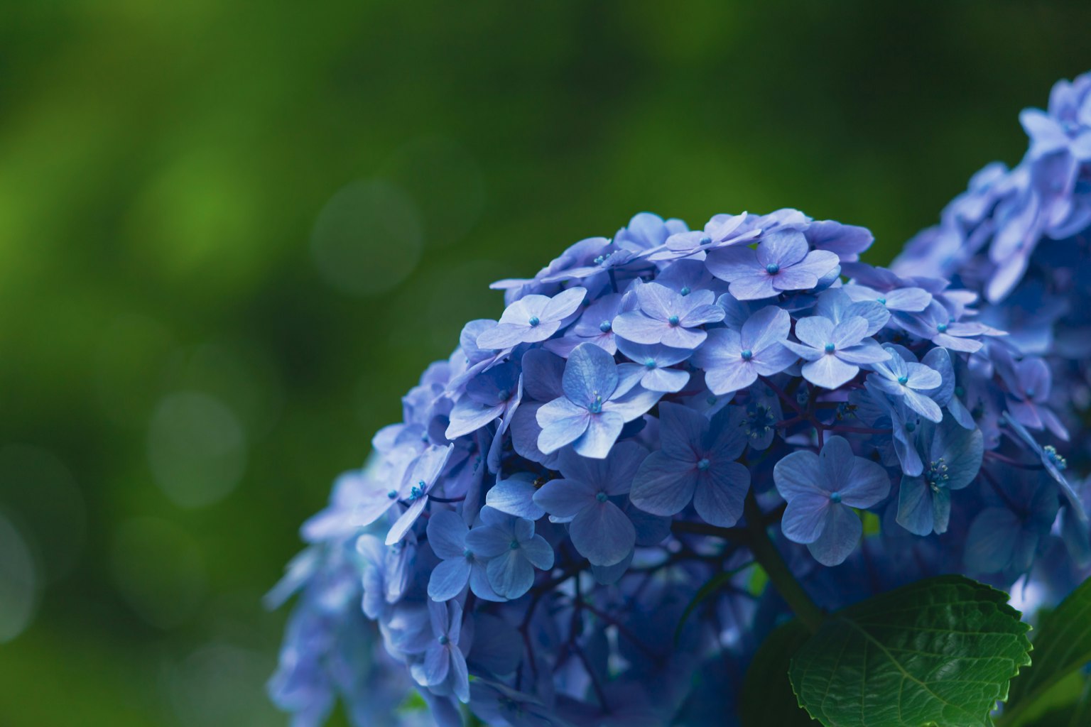 ดอกไฮเดรนเยียสีน้ำเงินบนพื้นหลังสีเขียว