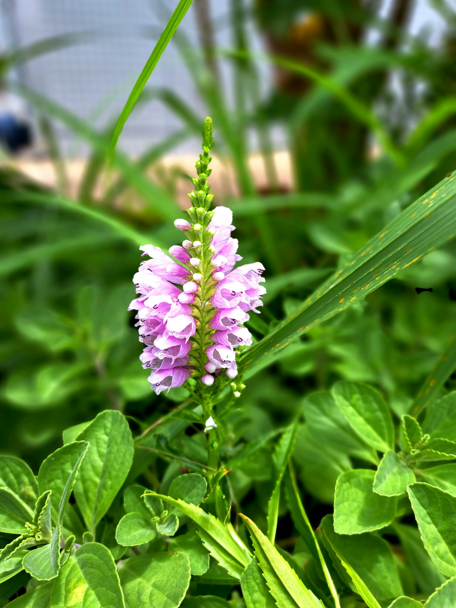 Close-up bunga pink di antara daun hijau
