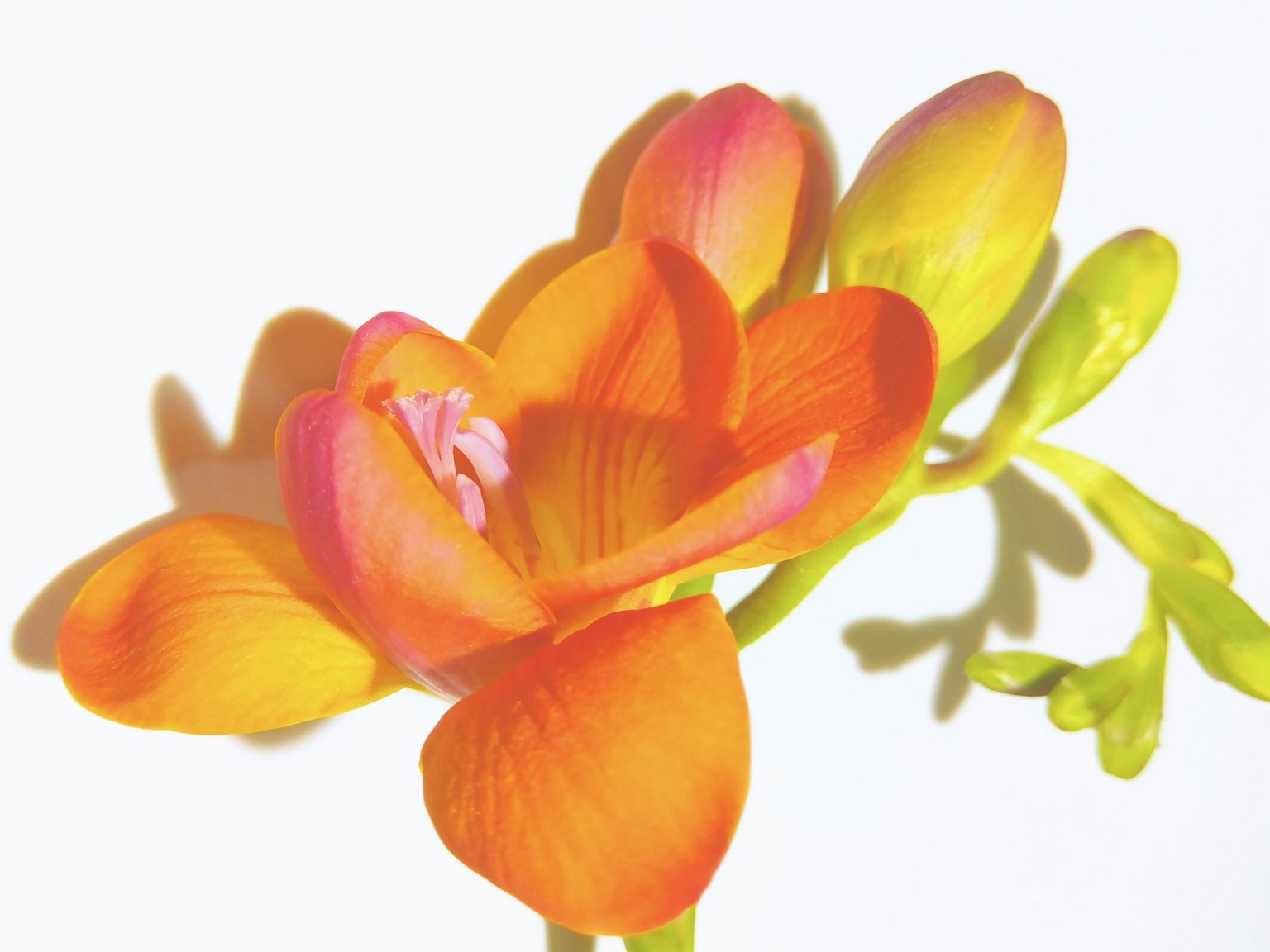 Vibrant orange and yellow freesia flower with delicate petals