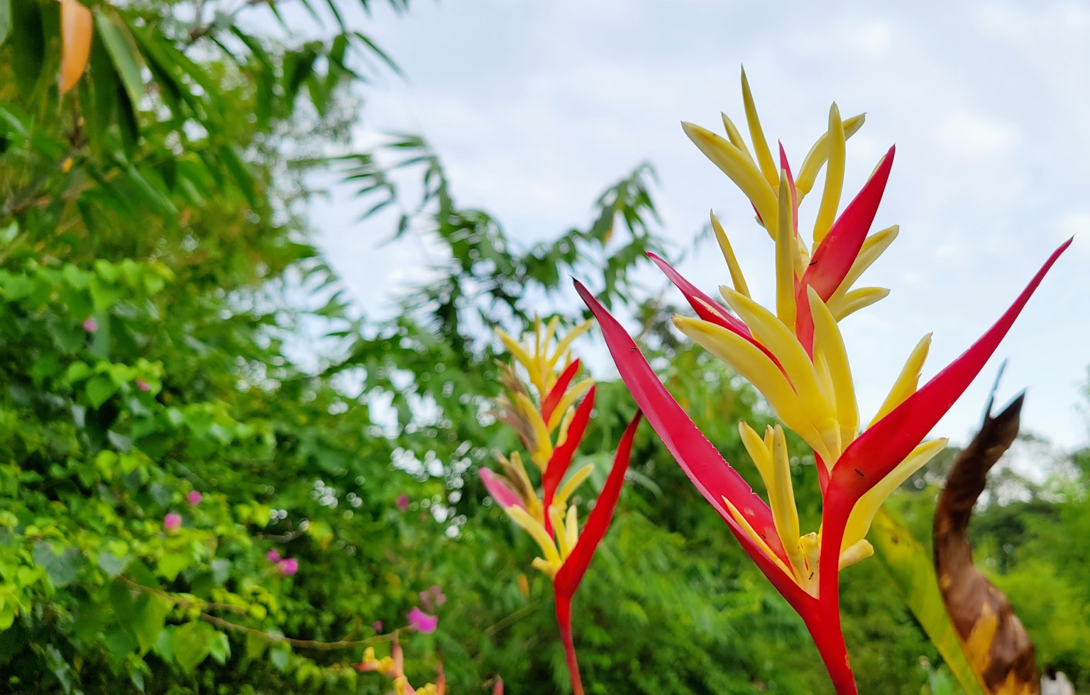 ดอกไม้ของพืชเขตร้อนสีแดงและสีเหลืองบานอยู่ใต้ท้องฟ้าสีฟ้า