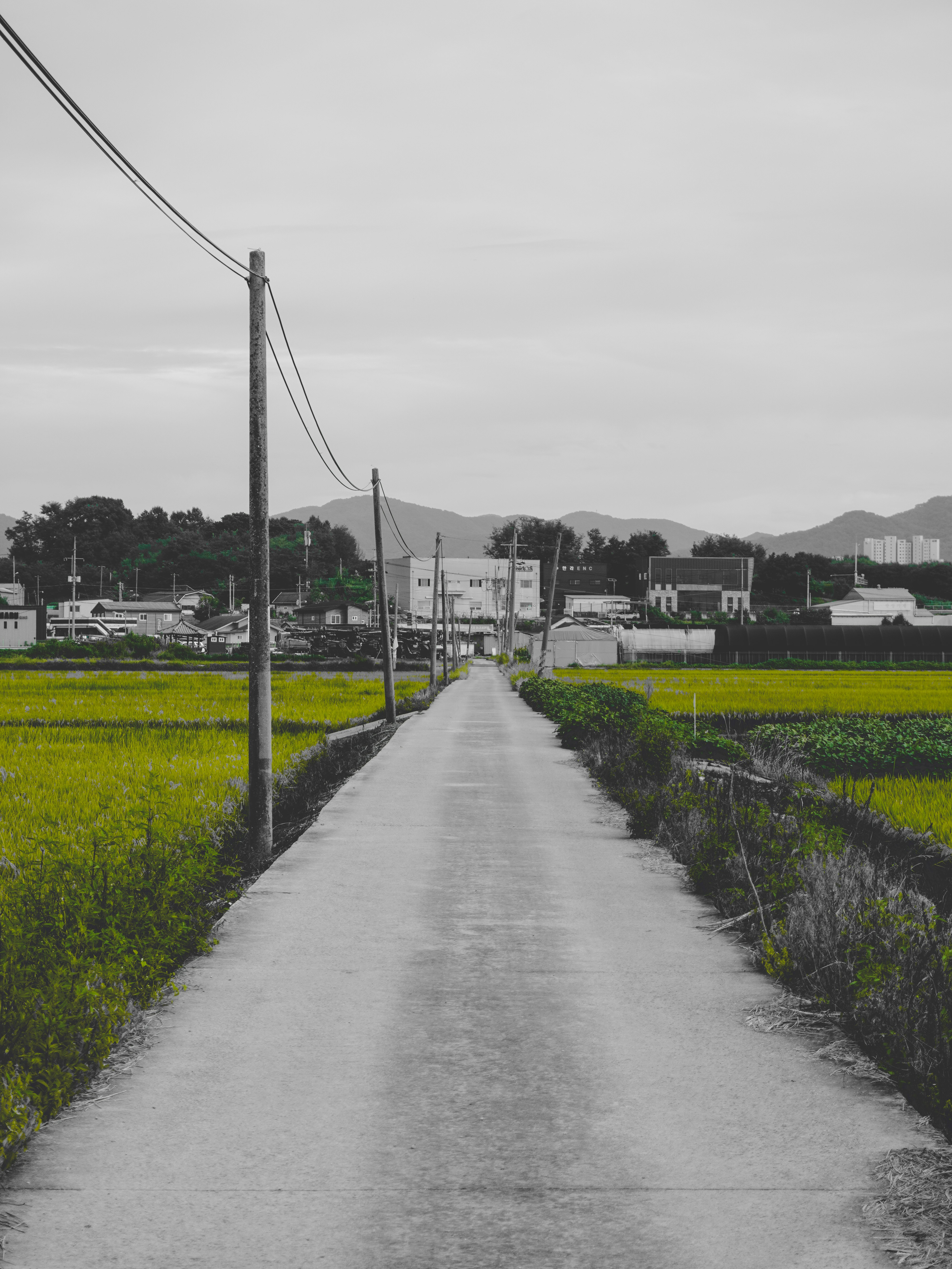 田んぼの脇を伸びる農道と電柱のある風景