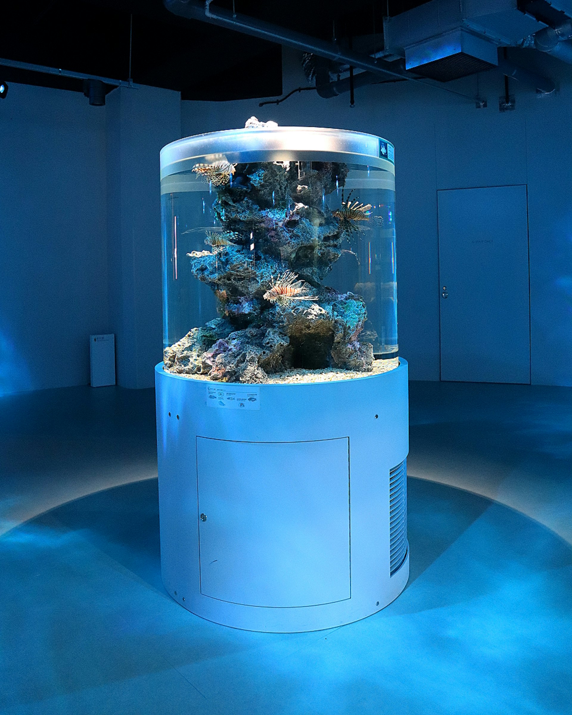兵庫県神戸市中央区の水族館で青い光に照らされた円形水槽と魚