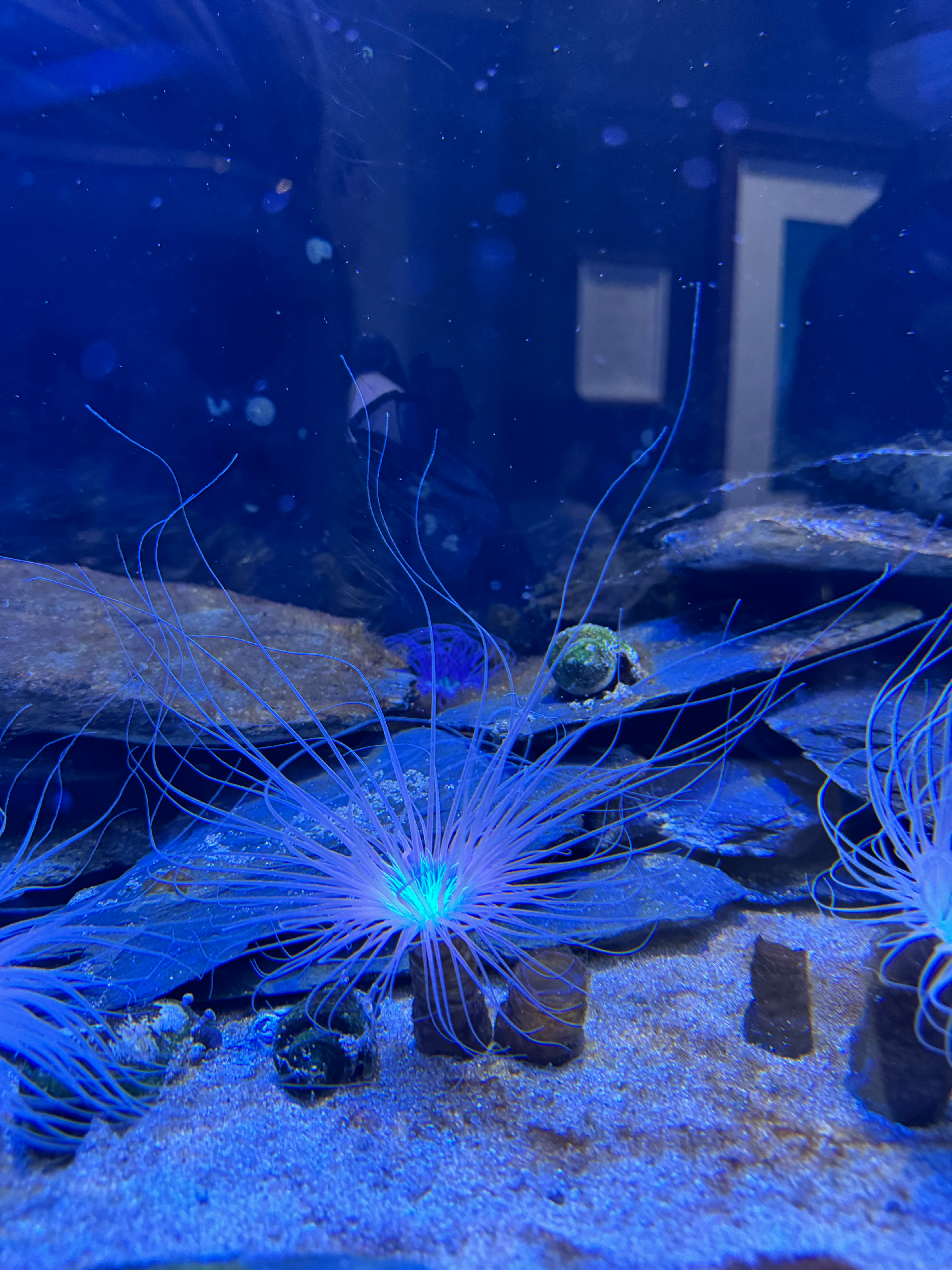 青い発光の海底に広がるイソギンチャクの群れ