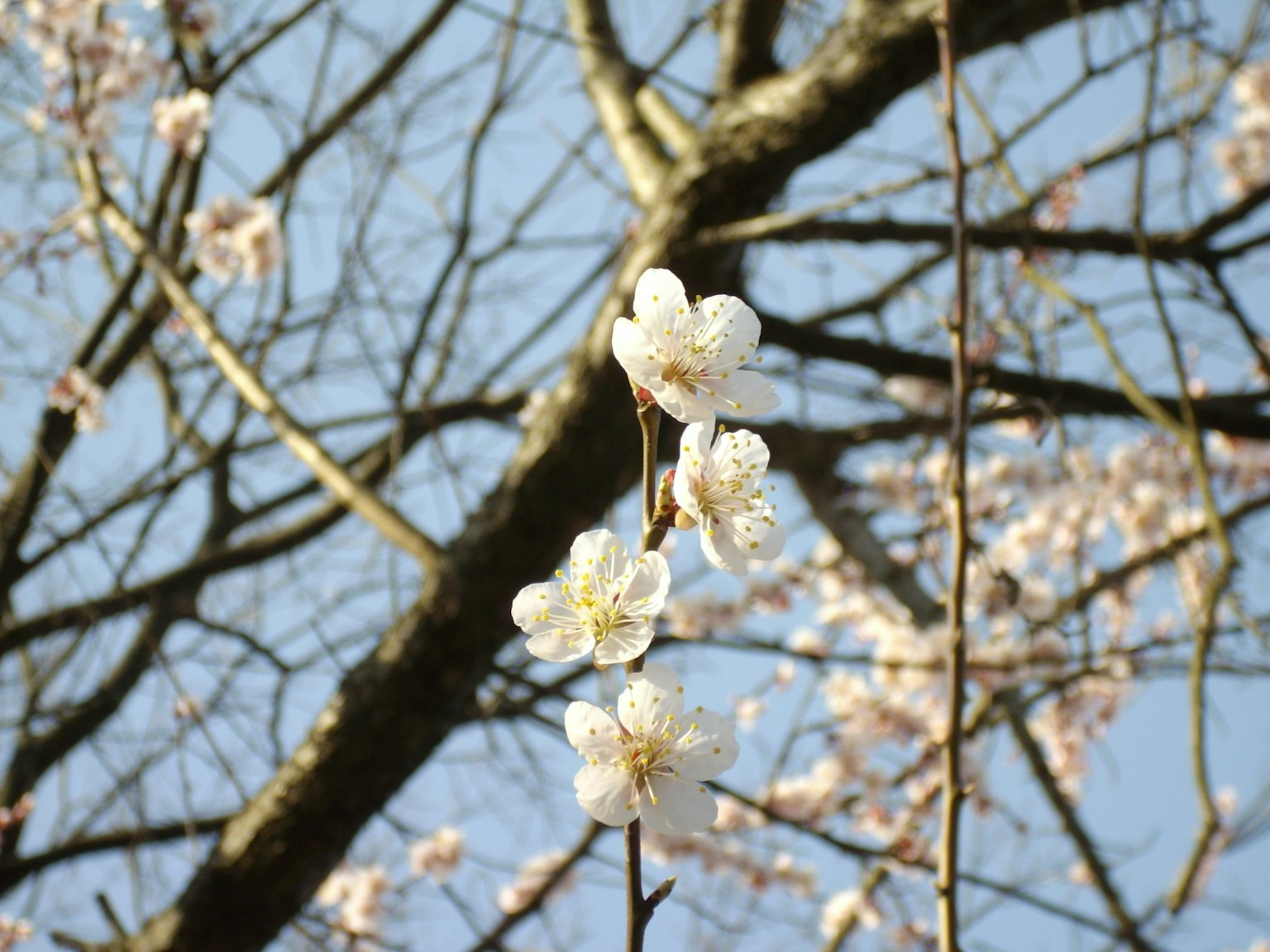 Primo piano di fiori di ciliegio bianchi contro un cielo azzurro