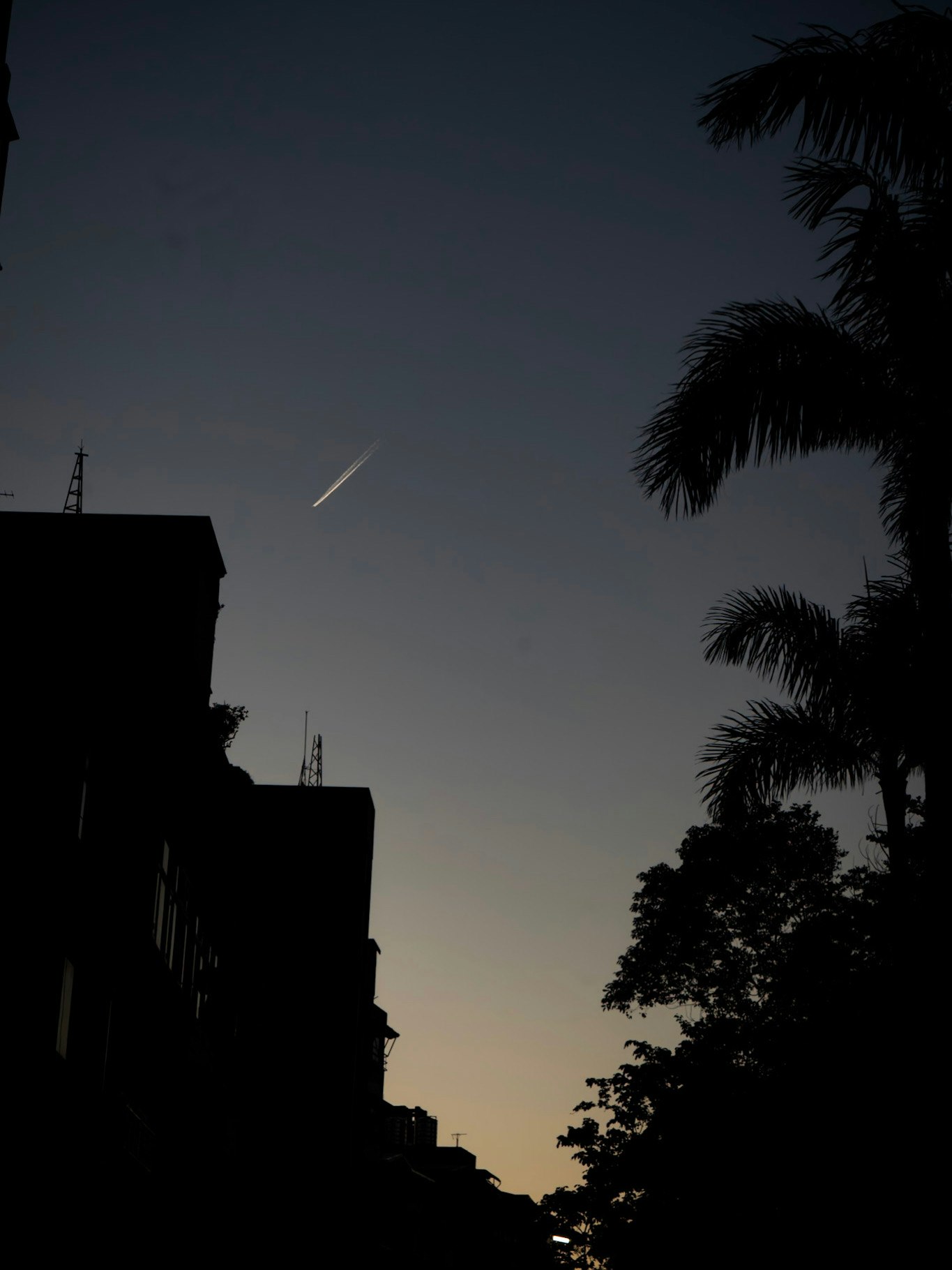 夕暮れの空とヤシの木のシルエット