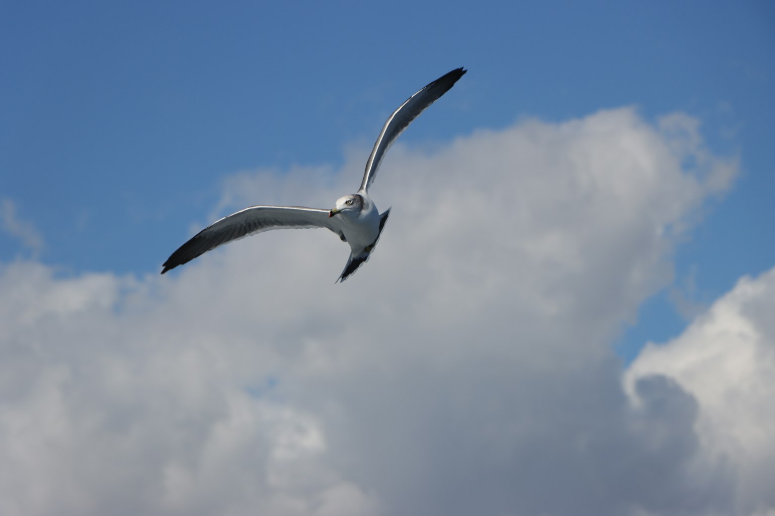 Gaviota volando en el cielo con nubes blancas esponjosas