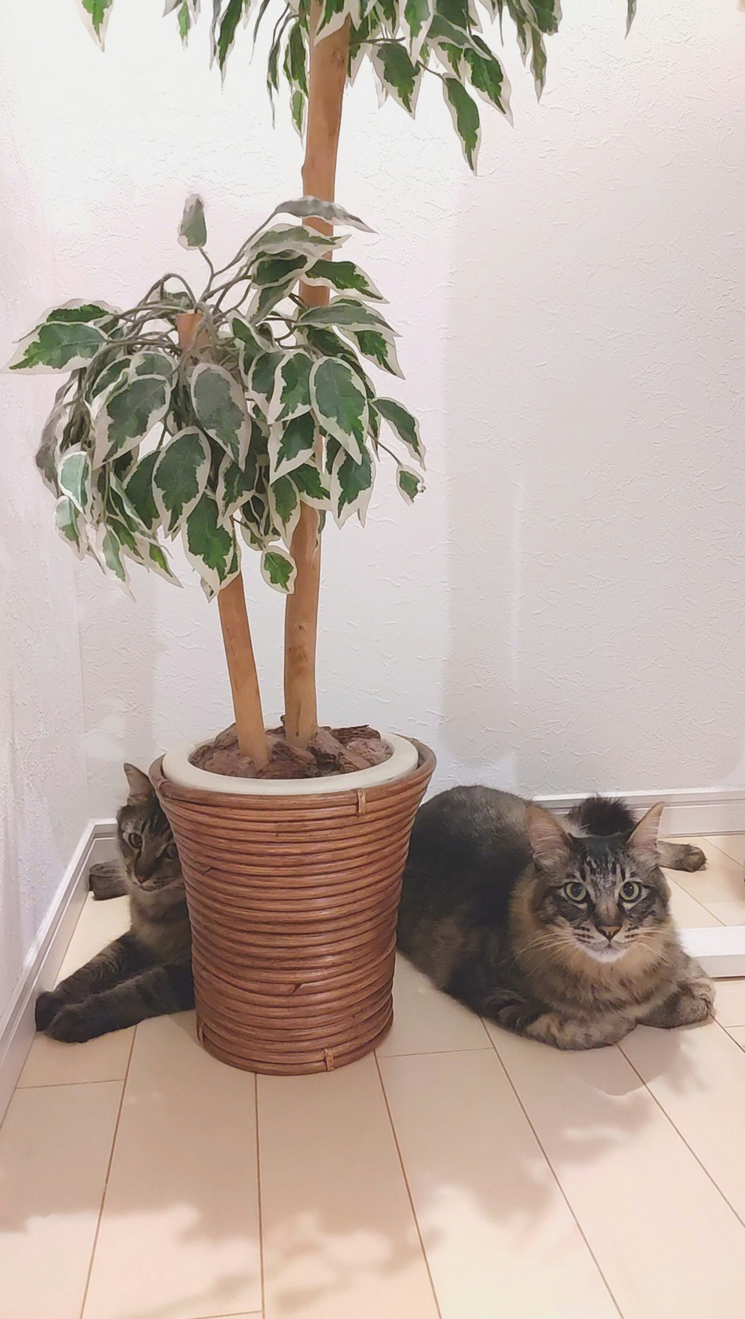 两只猫在简单的室内环境中休息，靠近一盆植物