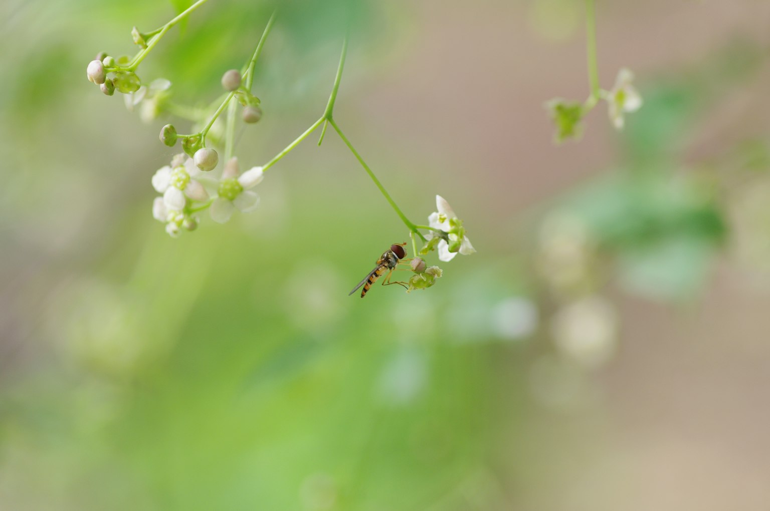 Gros plan de fleurs blanches délicates avec un petit insecte sur un fond vert