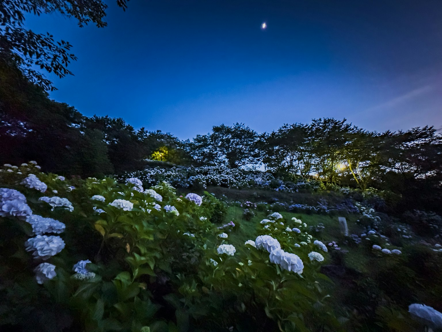 Fleurs blanches fleurissant sous le ciel nocturne avec un croissant de lune