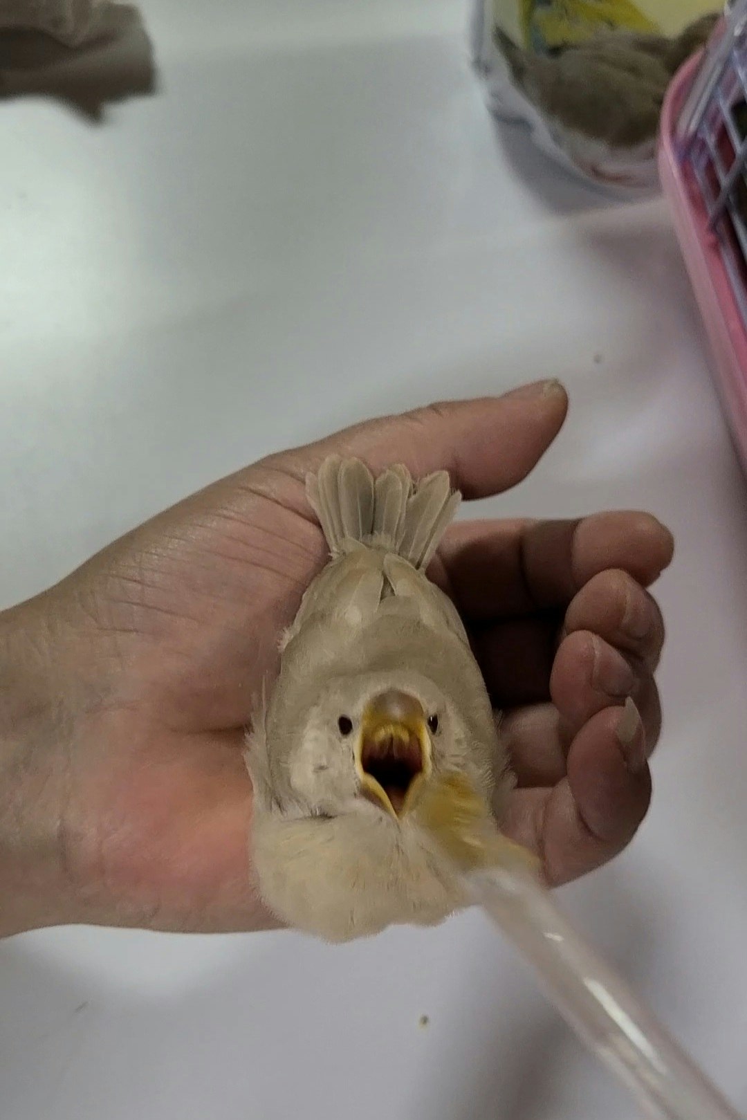 手のひらで差し餌を待つ小鳥のヒナ