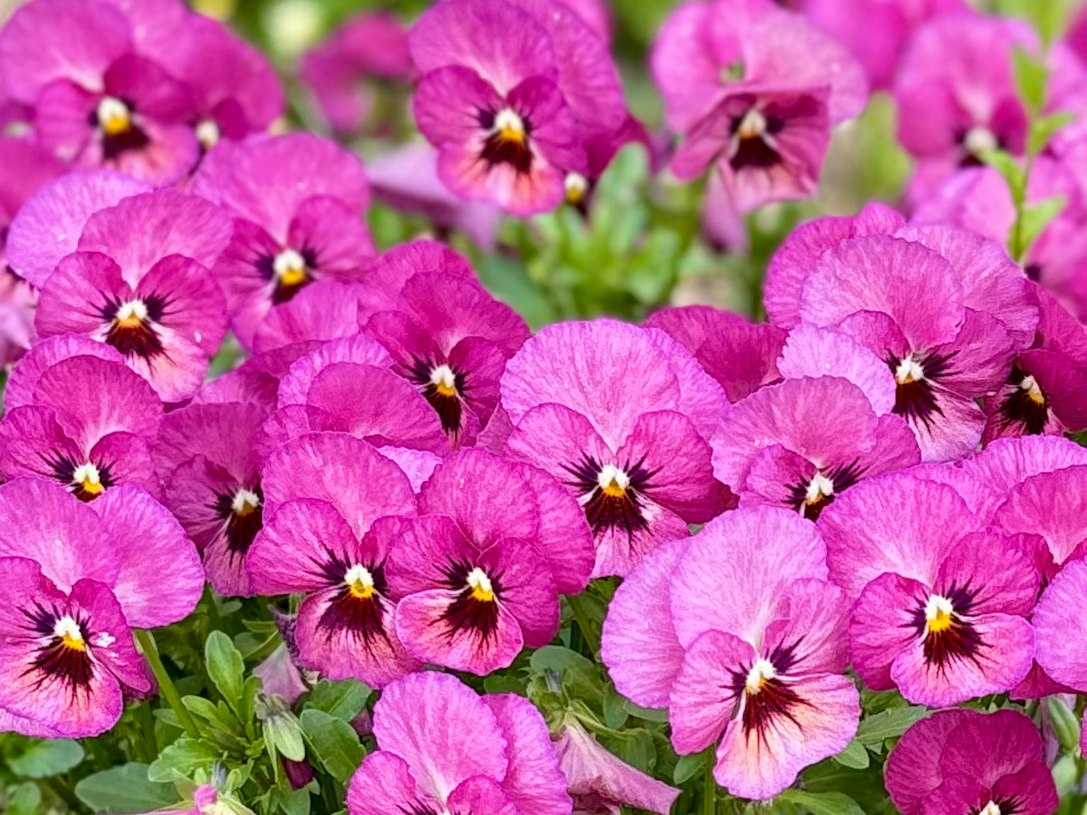 Fleurs de pensées violettes vibrantes en pleine floraison