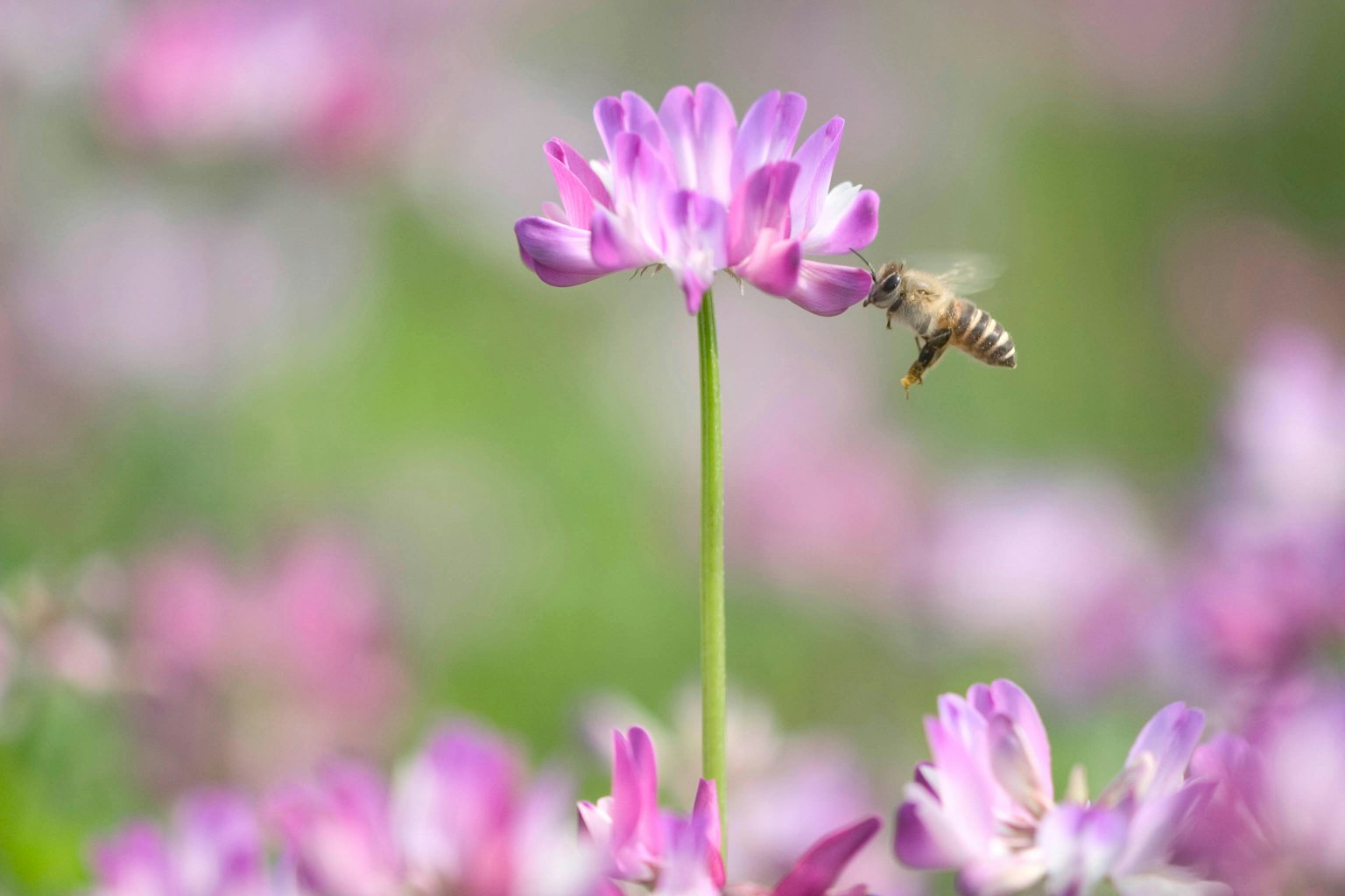 Close-up of a purple flower with a bee collecting nectar