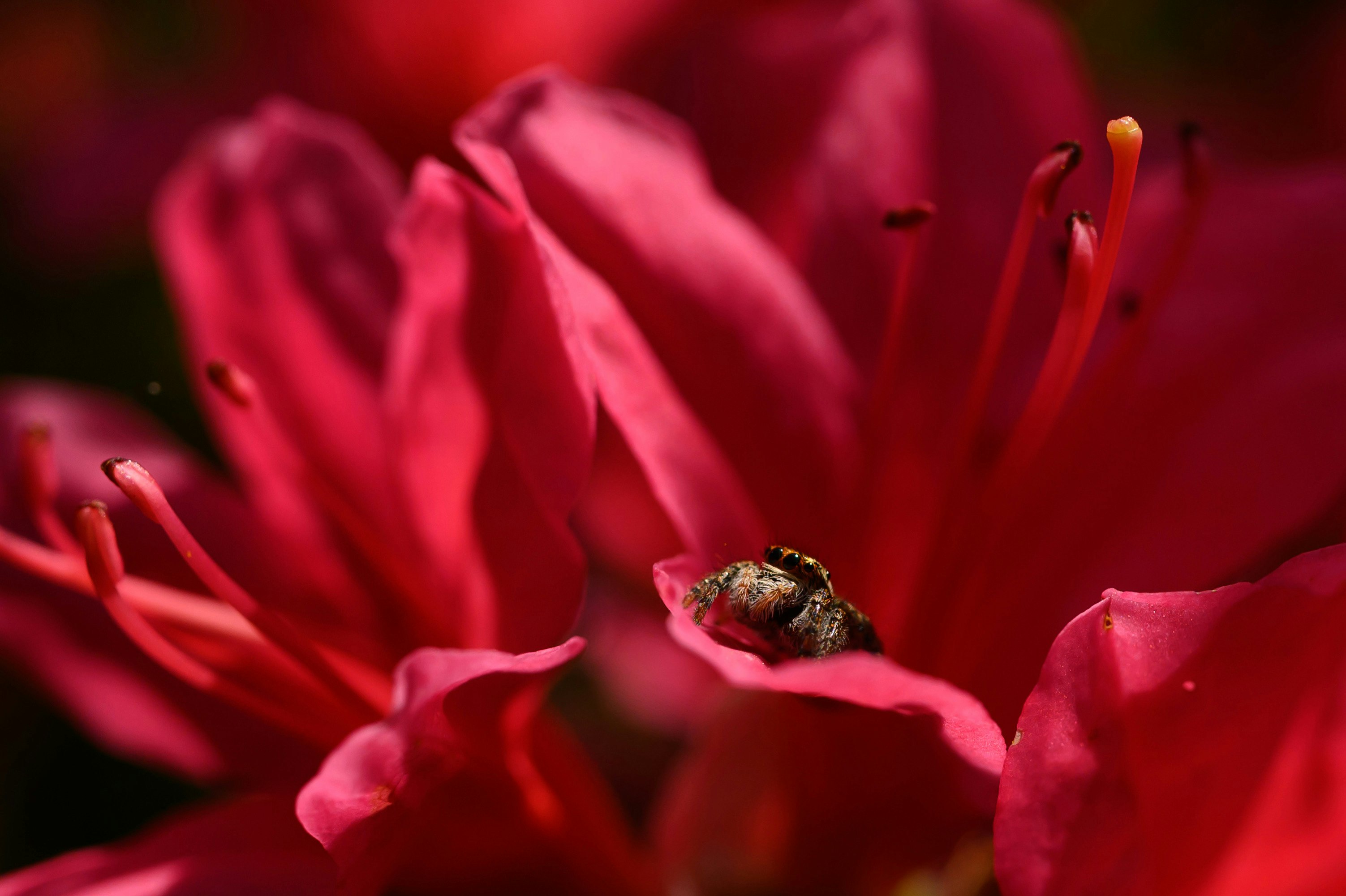 鮮やかな躑躅の花に潜むハエトリグモ