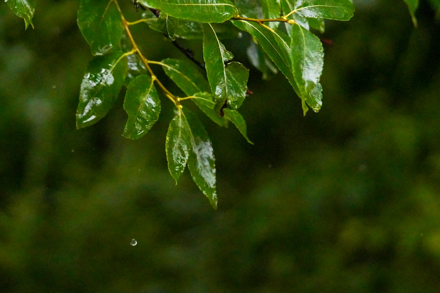 Close-up of green leaves glistening with rain droplets