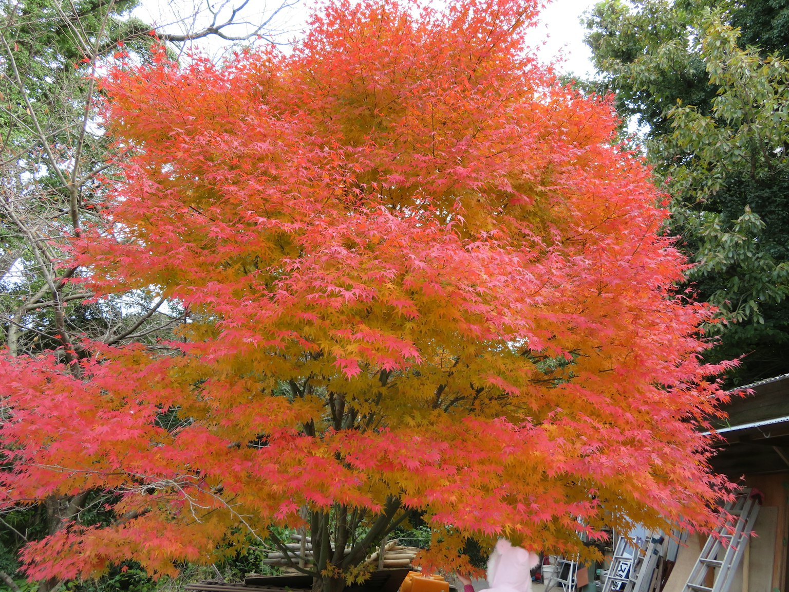 花园里的鲜艳红色枫树