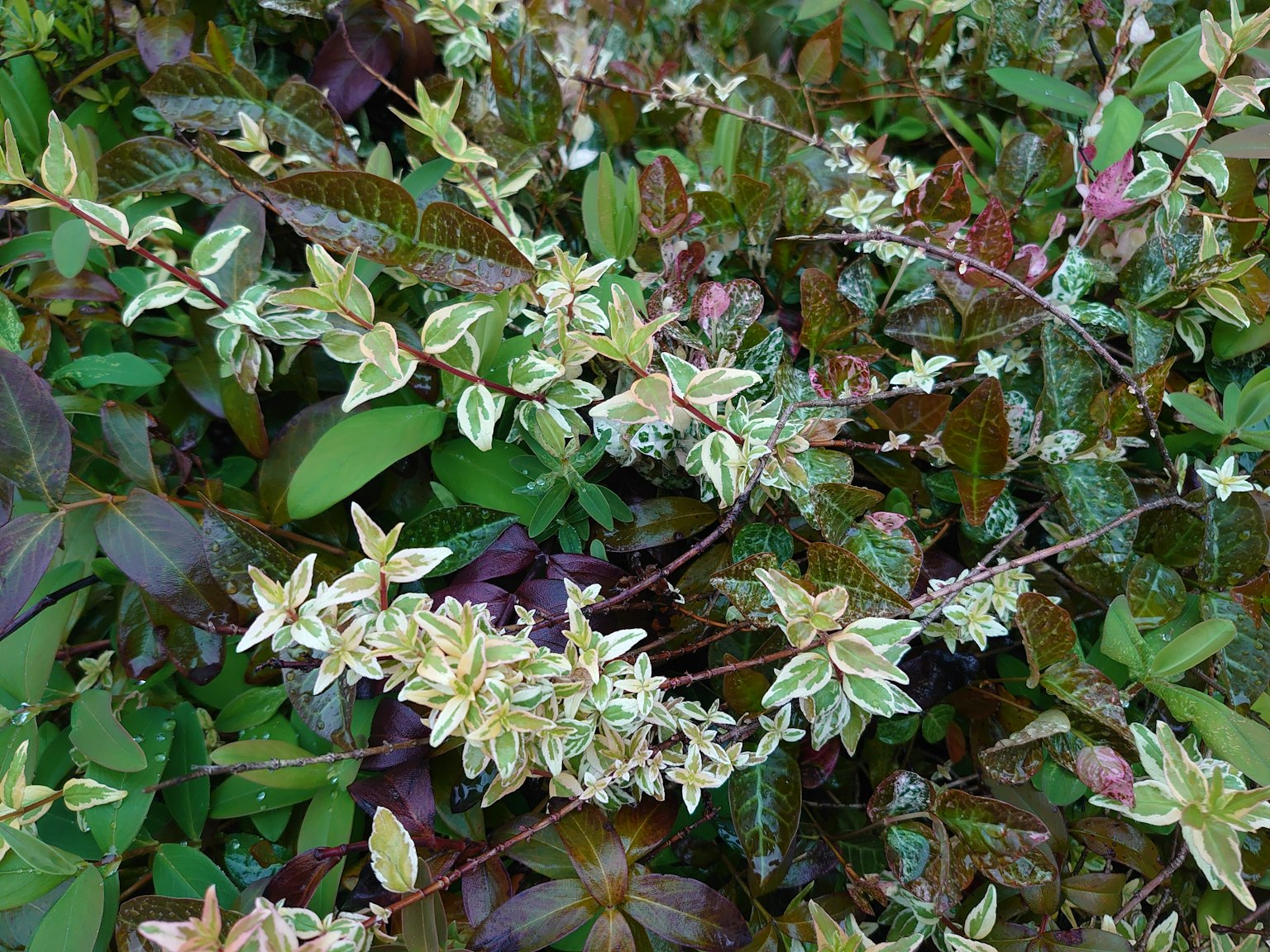 特写多种植物的绿色和紫色叶子